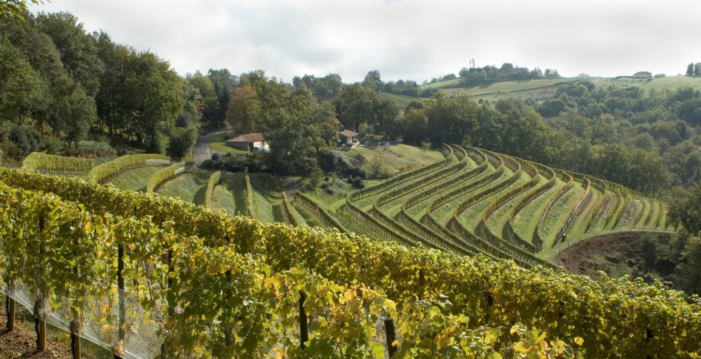 The Maverick of the Loire: Domaine Didier Dagueneau’s Uncompromising Vision