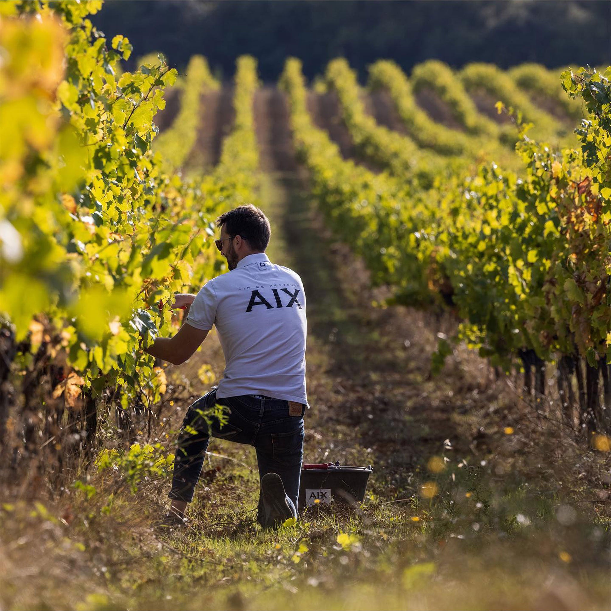 Maison Saint AIX Rosé 2024 (12 Bottles)