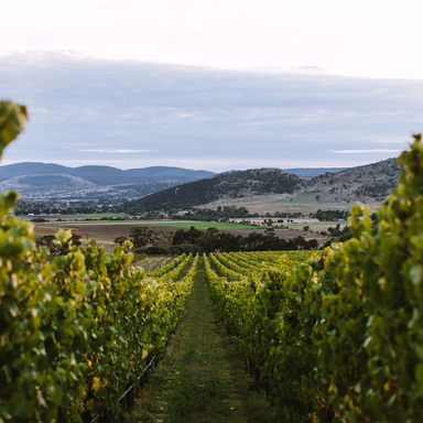 Tolpuddle Pinot Noir 2023 - Kent Street Cellars