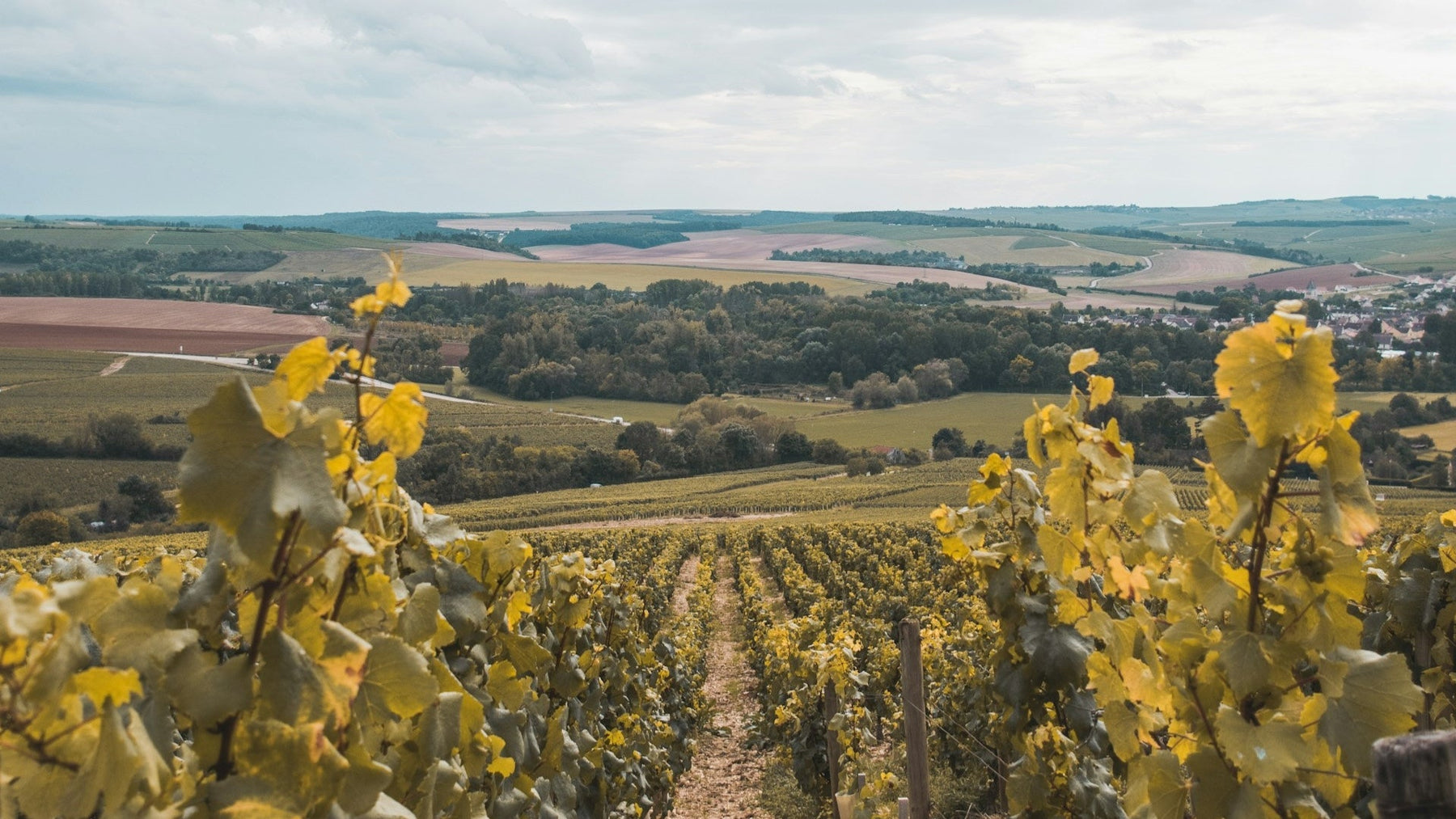 Chablis Explained: A Guide to Producers, Tiers and Why It Tastes Different