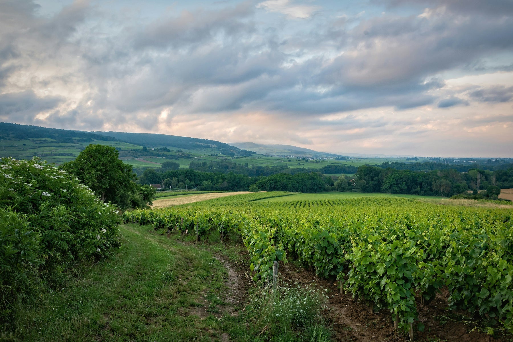 Burgundy Vineyard - The Kent Street Cellars collection including Grand Cru, Premier Cru and Village selections.