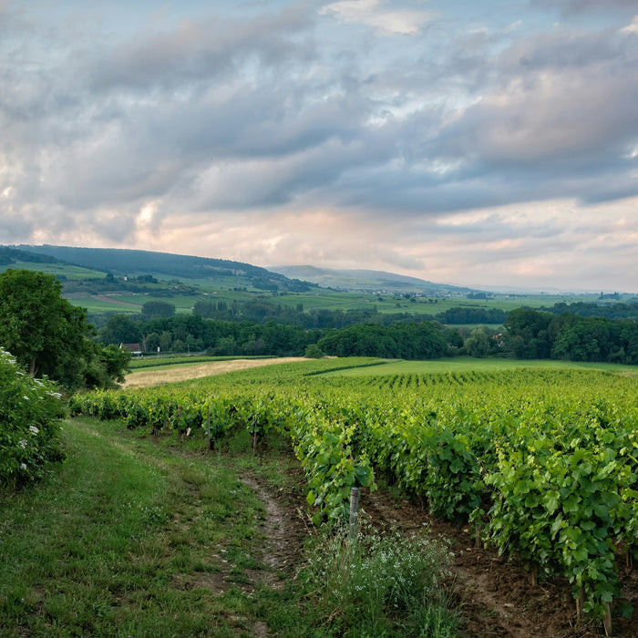 Burgundy Vineyard - The Kent Street Cellars collection including Grand Cru, Premier Cru and Village selections.