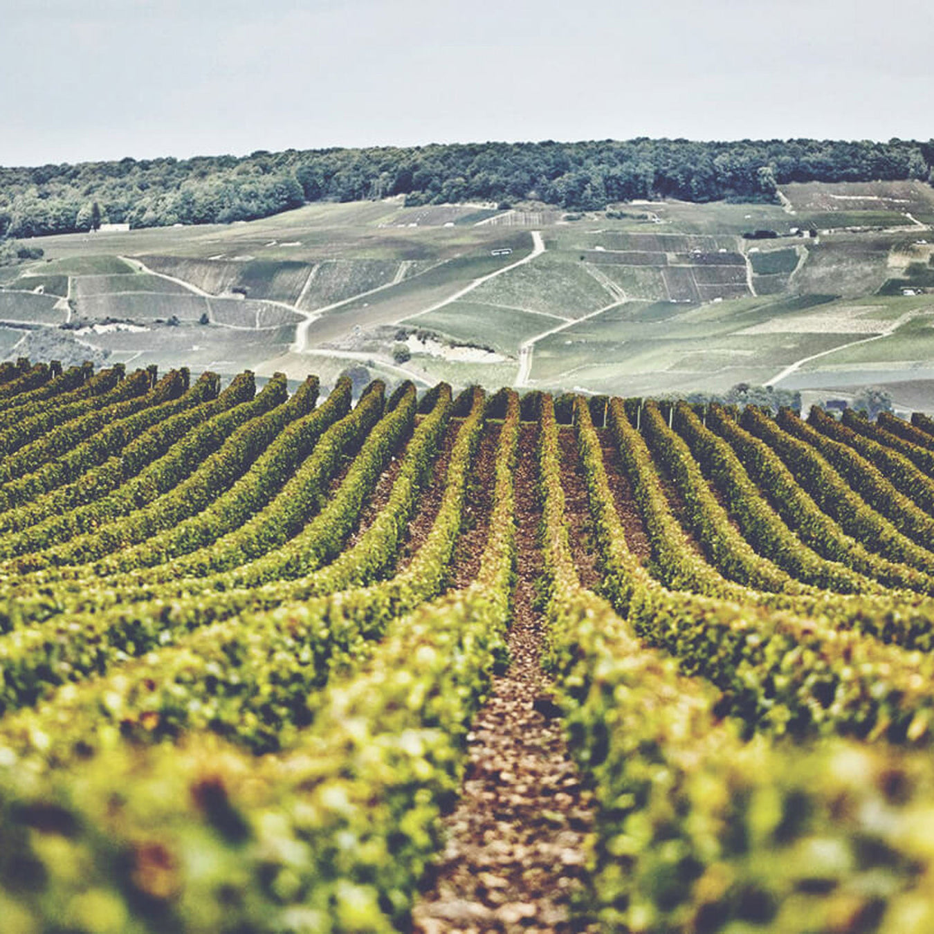 Champagne Vineyard - Kent Street Cellars