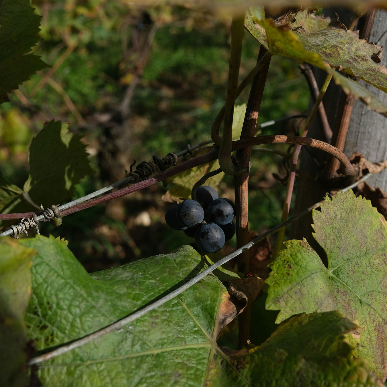 Burgundy Wine Grapes - Kent Street Cellars