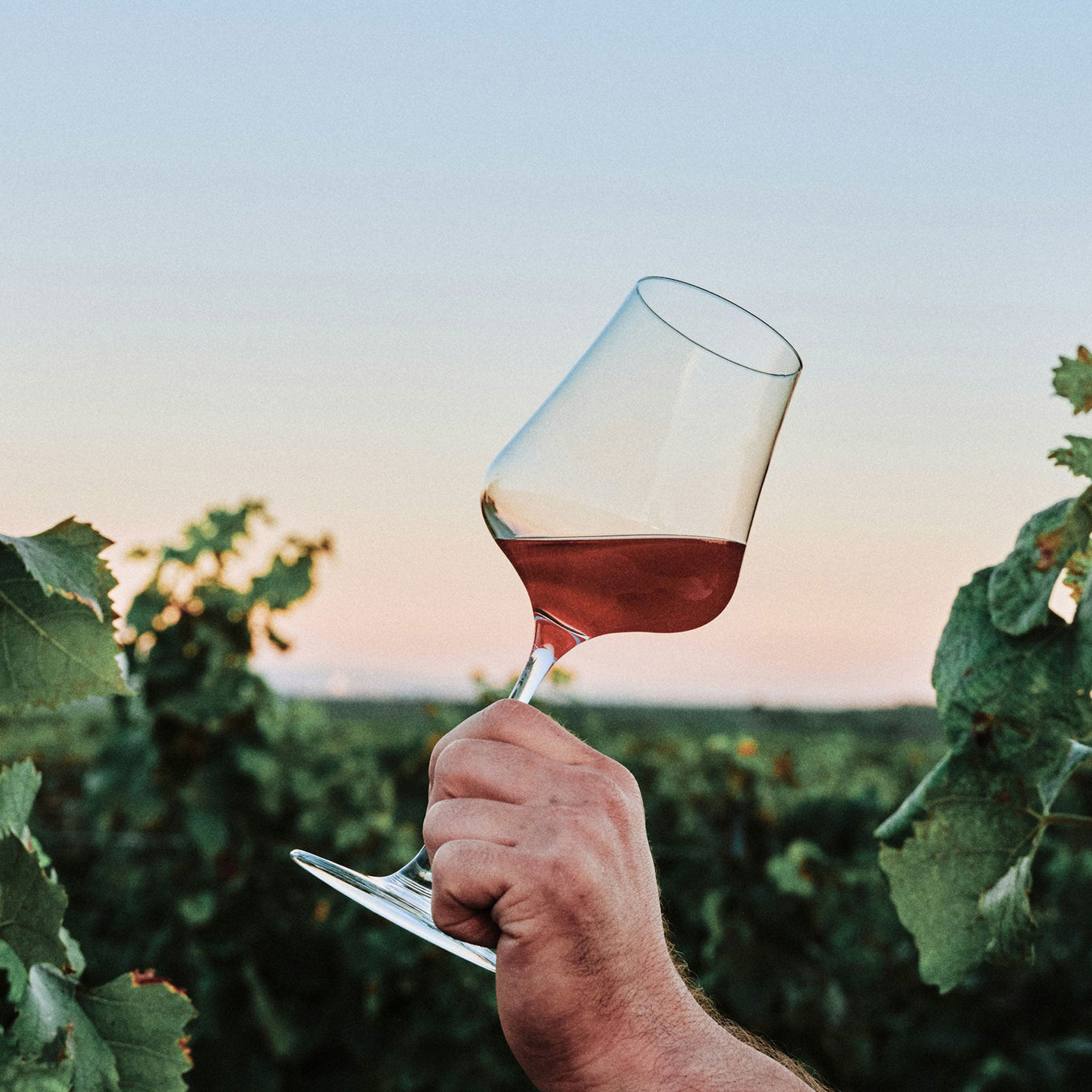Glass of Red Wine in a vineyard - Kent Street Cellars