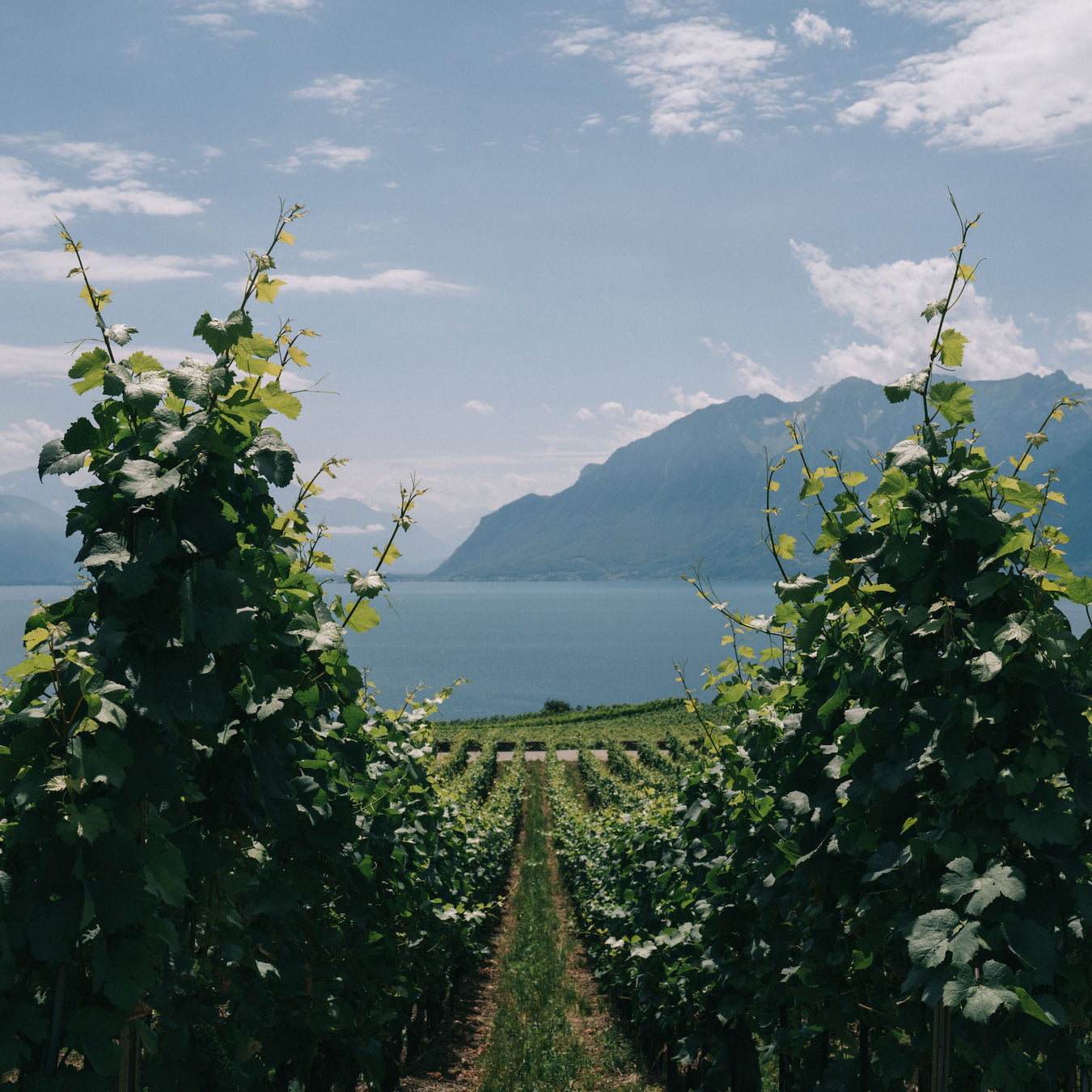 Wine Vineyard