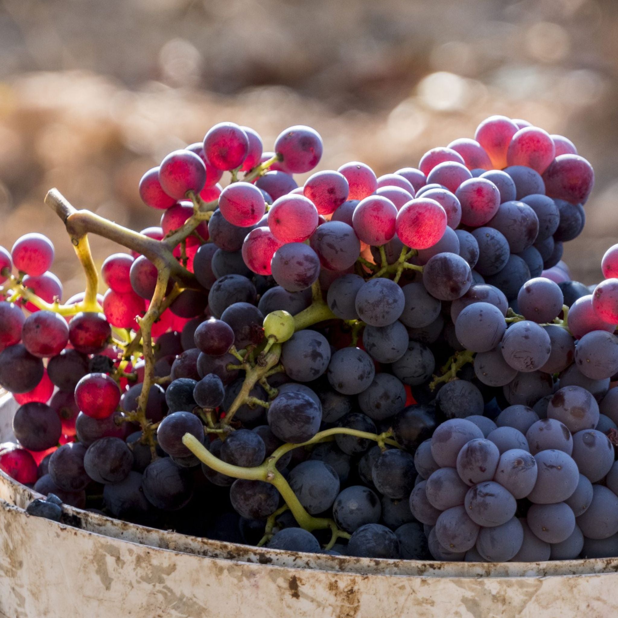 Torbreck Les Amis Grenache 2022