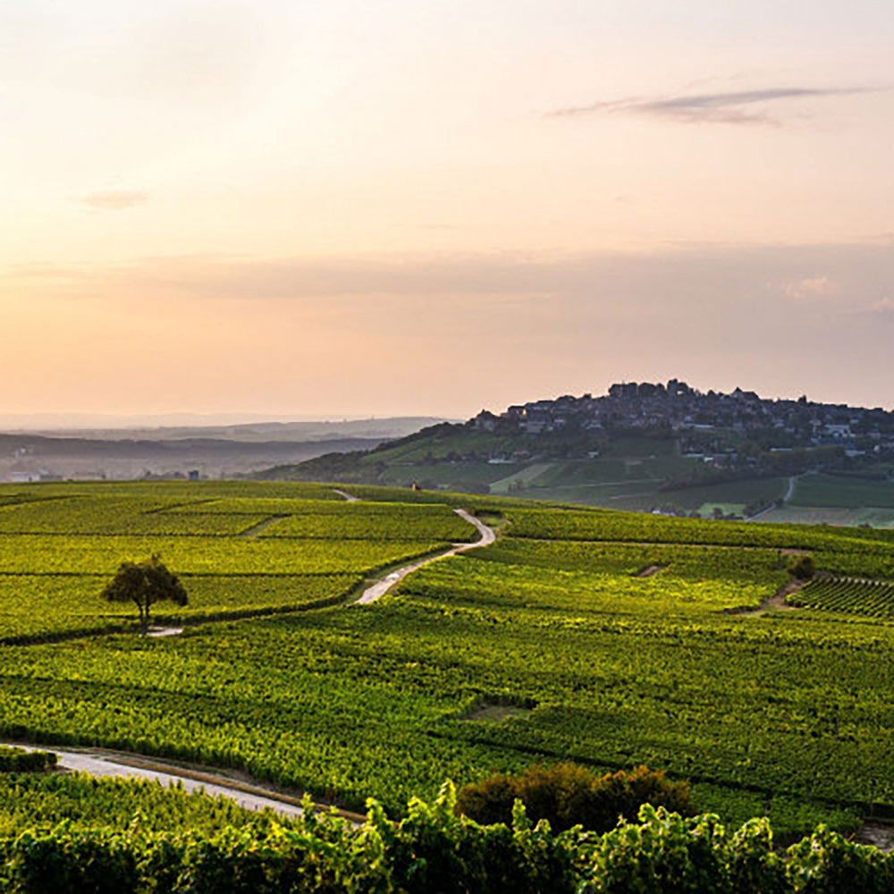 Domaine Pascal Cotat Sancerre La Grande Cote 2022