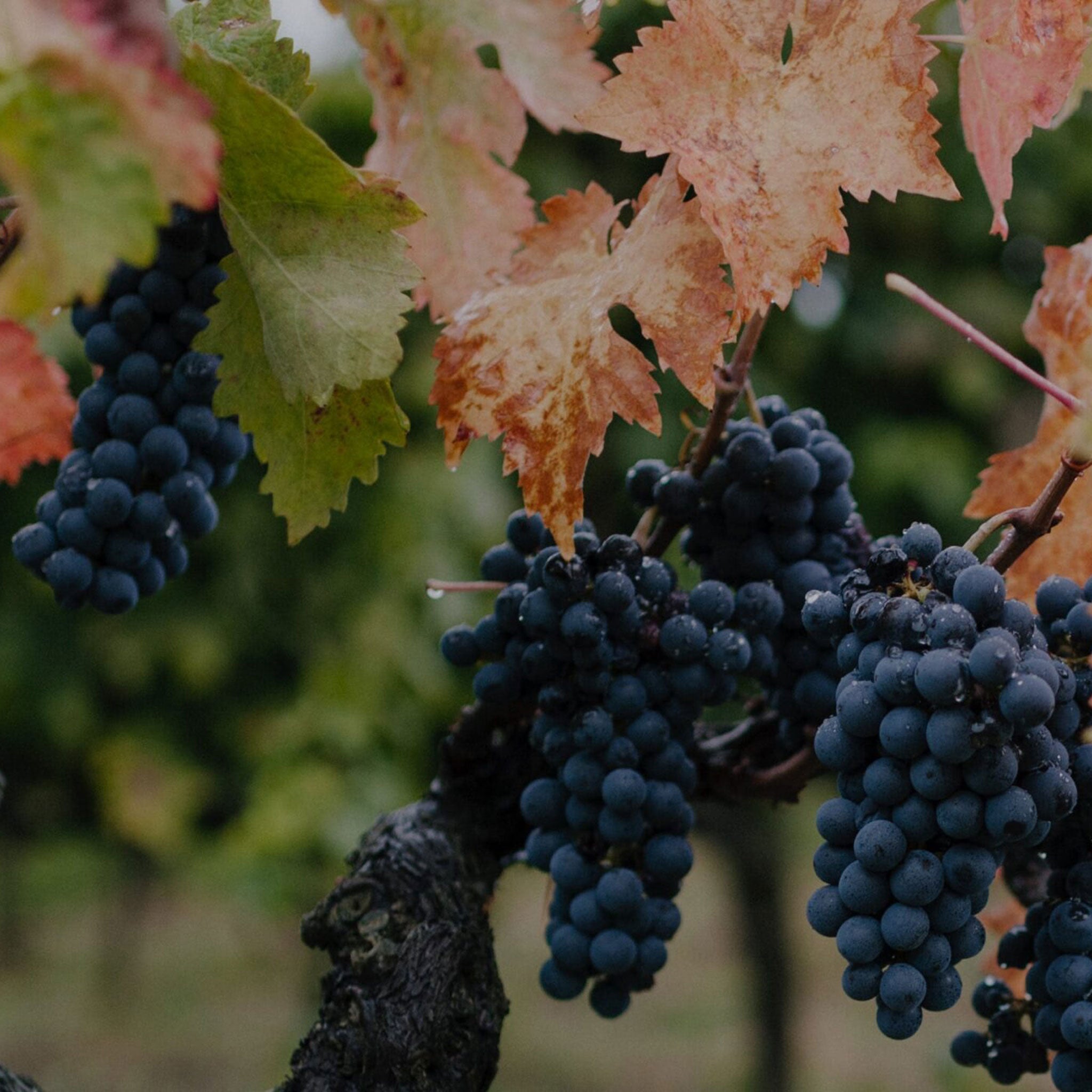 Philosophy | Domaine Fourrier