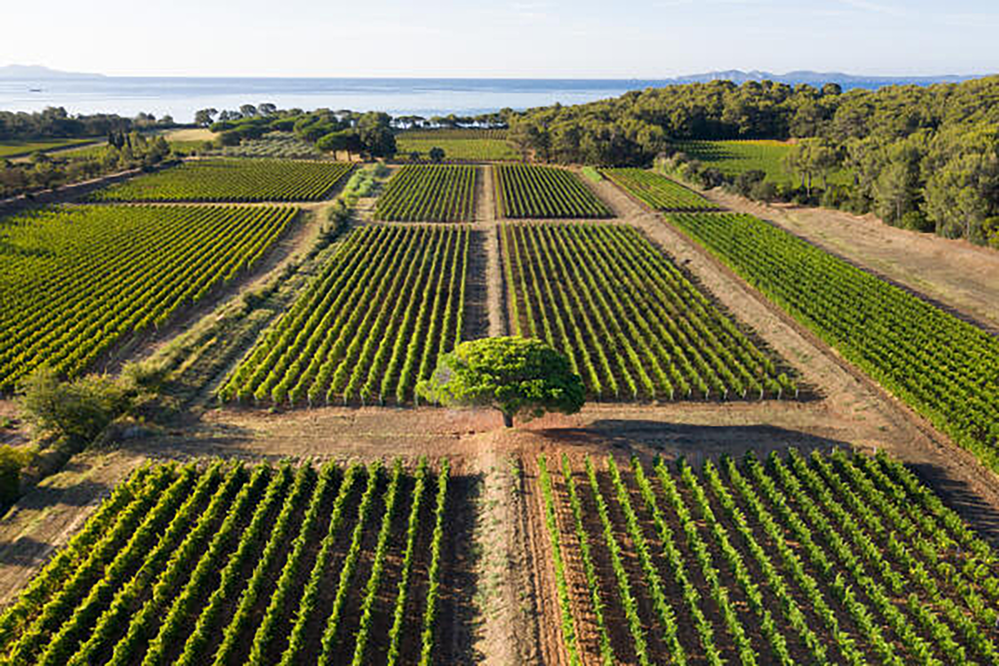 Domaines Ott Clos Mireille Coeur de Grain Rosé 2022 3L