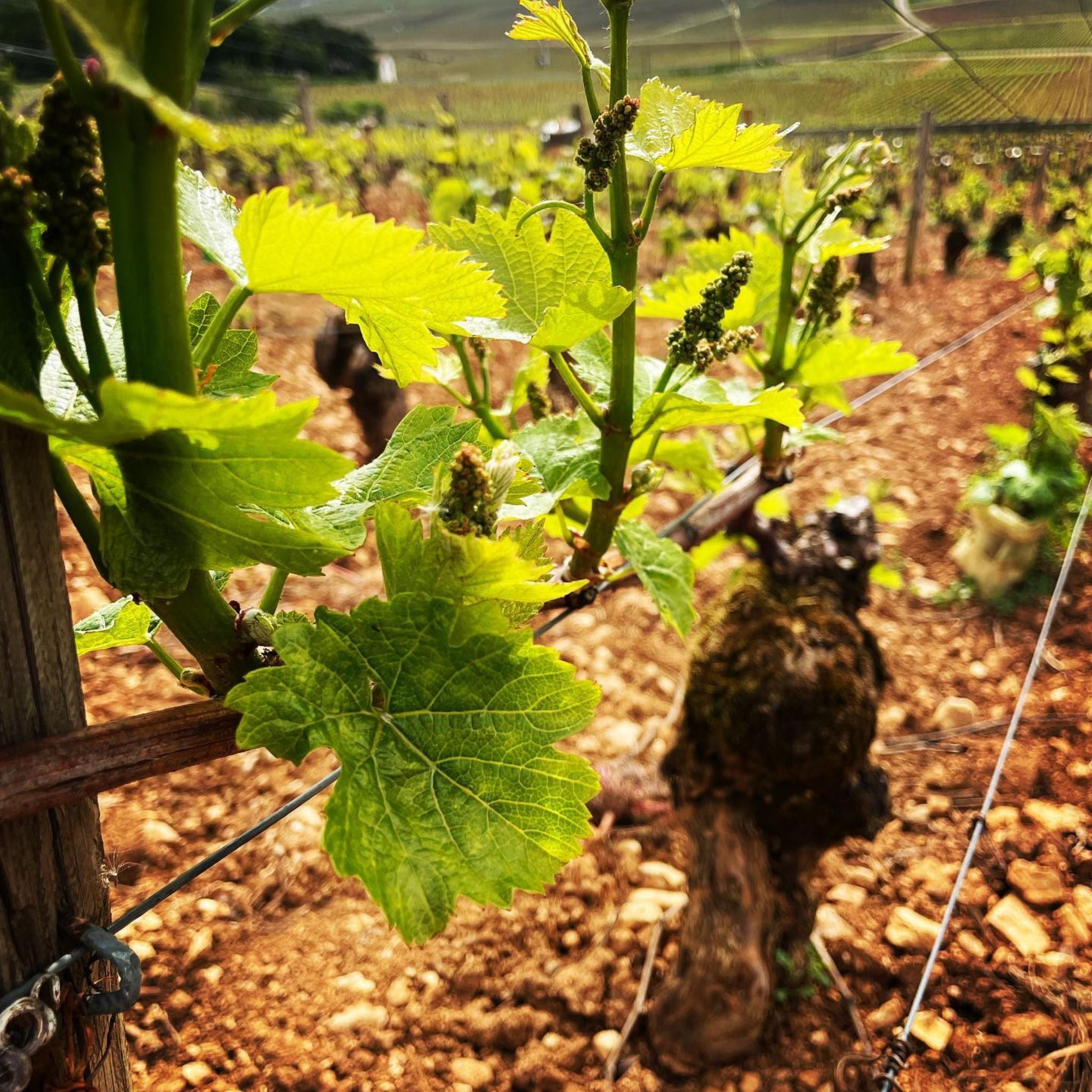 Domaine Jean-Louis Chavy Puligny Montrachet 2023