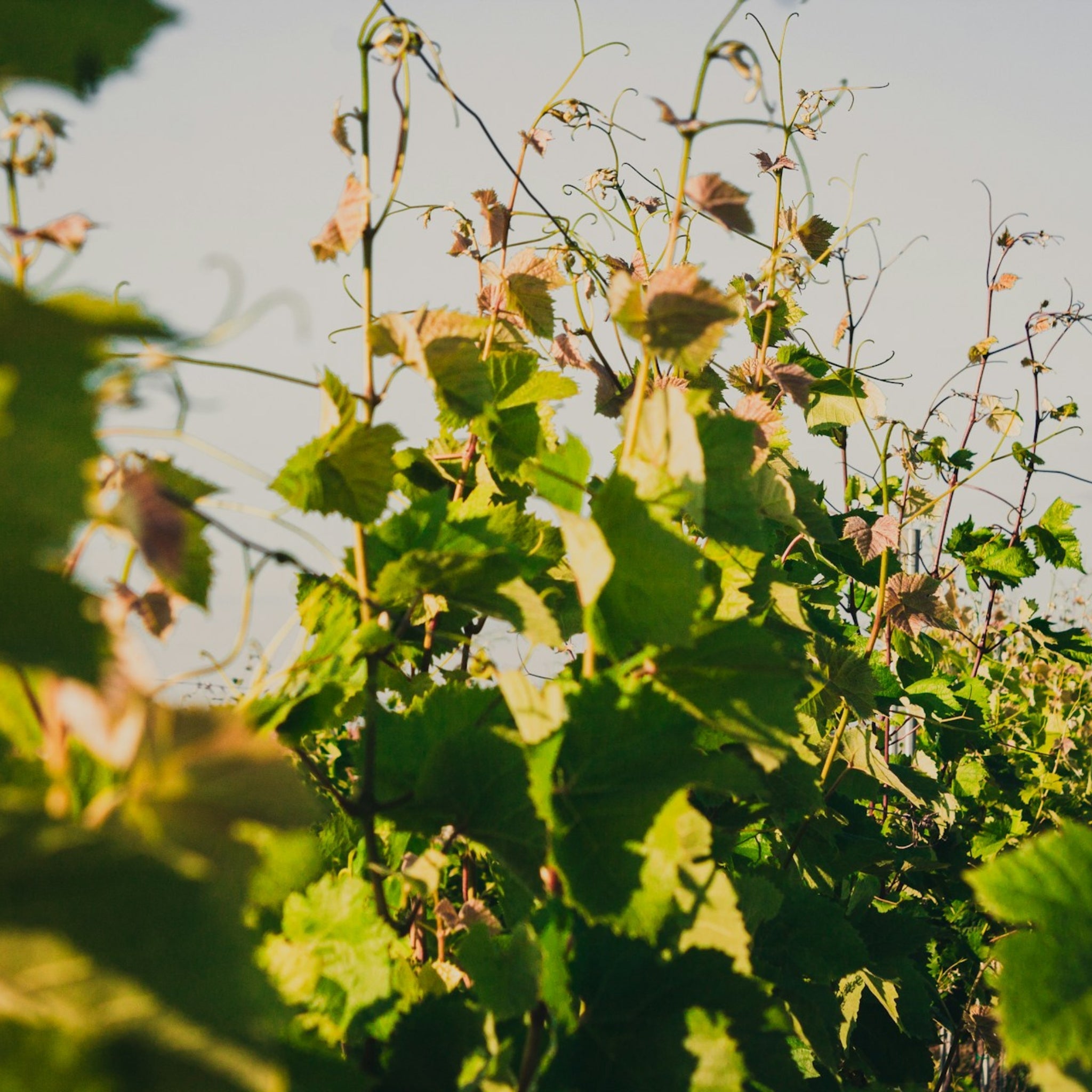 Domaine Christian Salmon Sancerre 2023