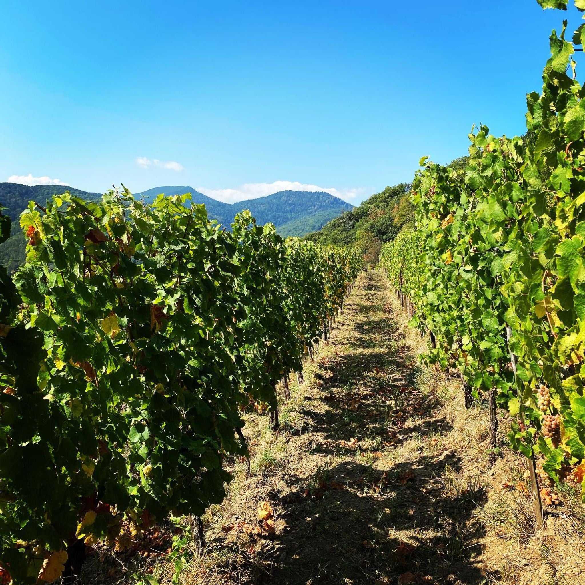 The Vineyard | Domaine Weinbach Alsace Grand Cru Schlossberg Cuvée Sainte Catherine Riesling 2022