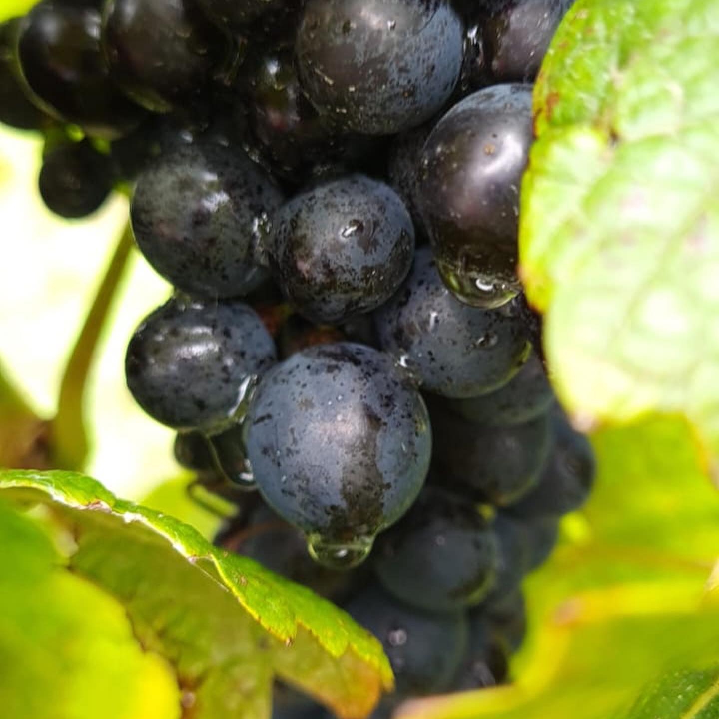 Bass Phillip Estate Pinot Noir 2022