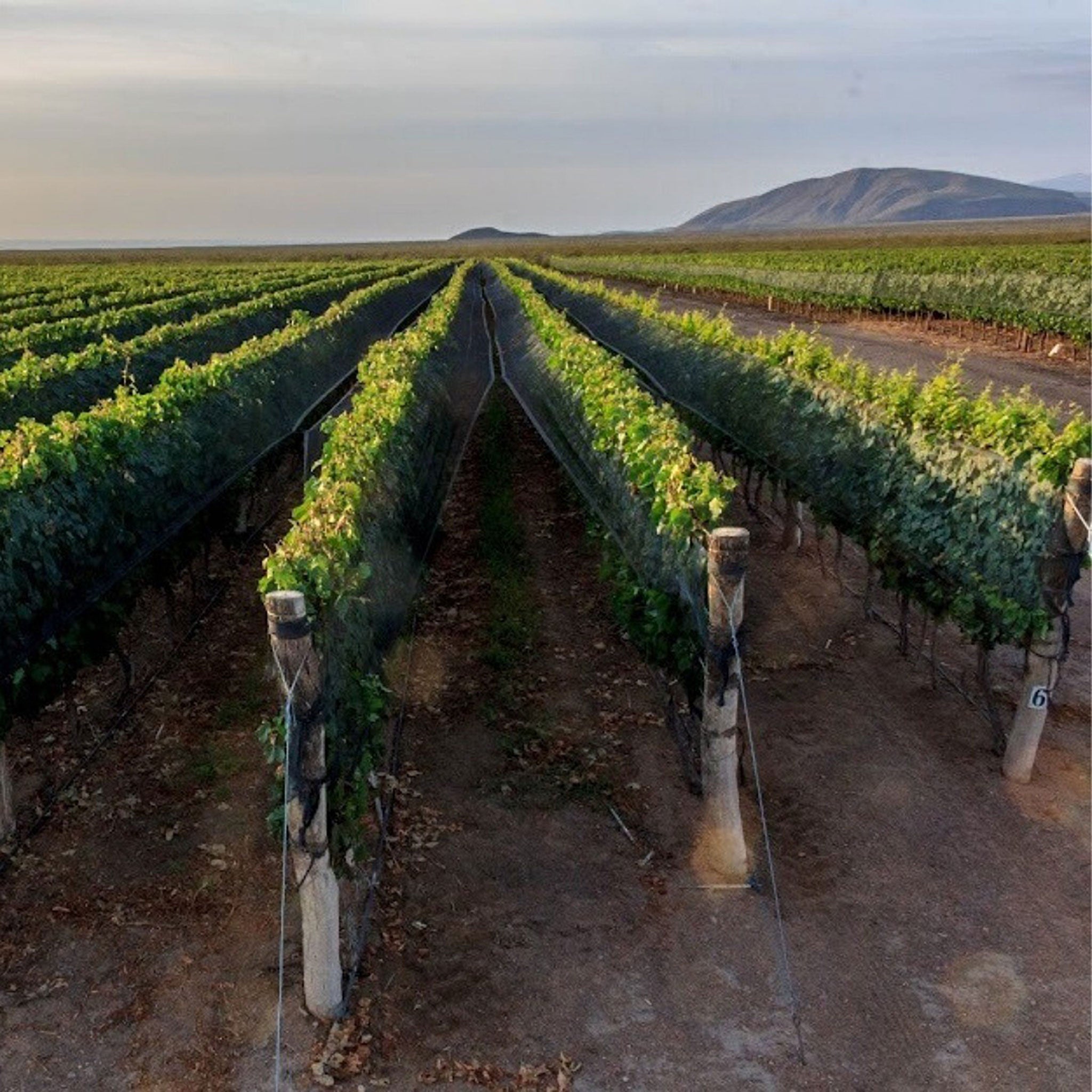 Catena Zapata Adrianna Vineyard White Bones Chardonnay 2021