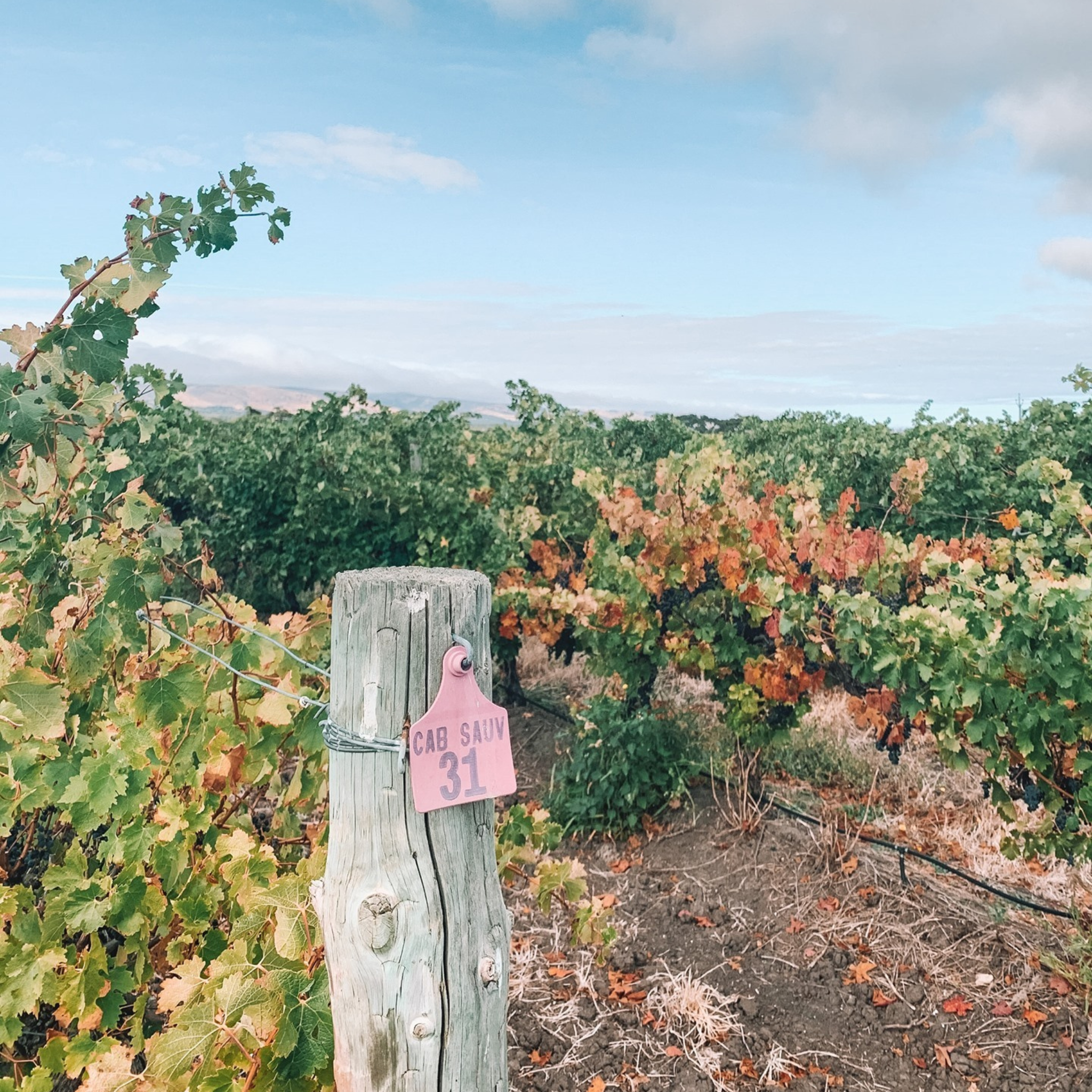 The Vineyard | Geoff Merrill