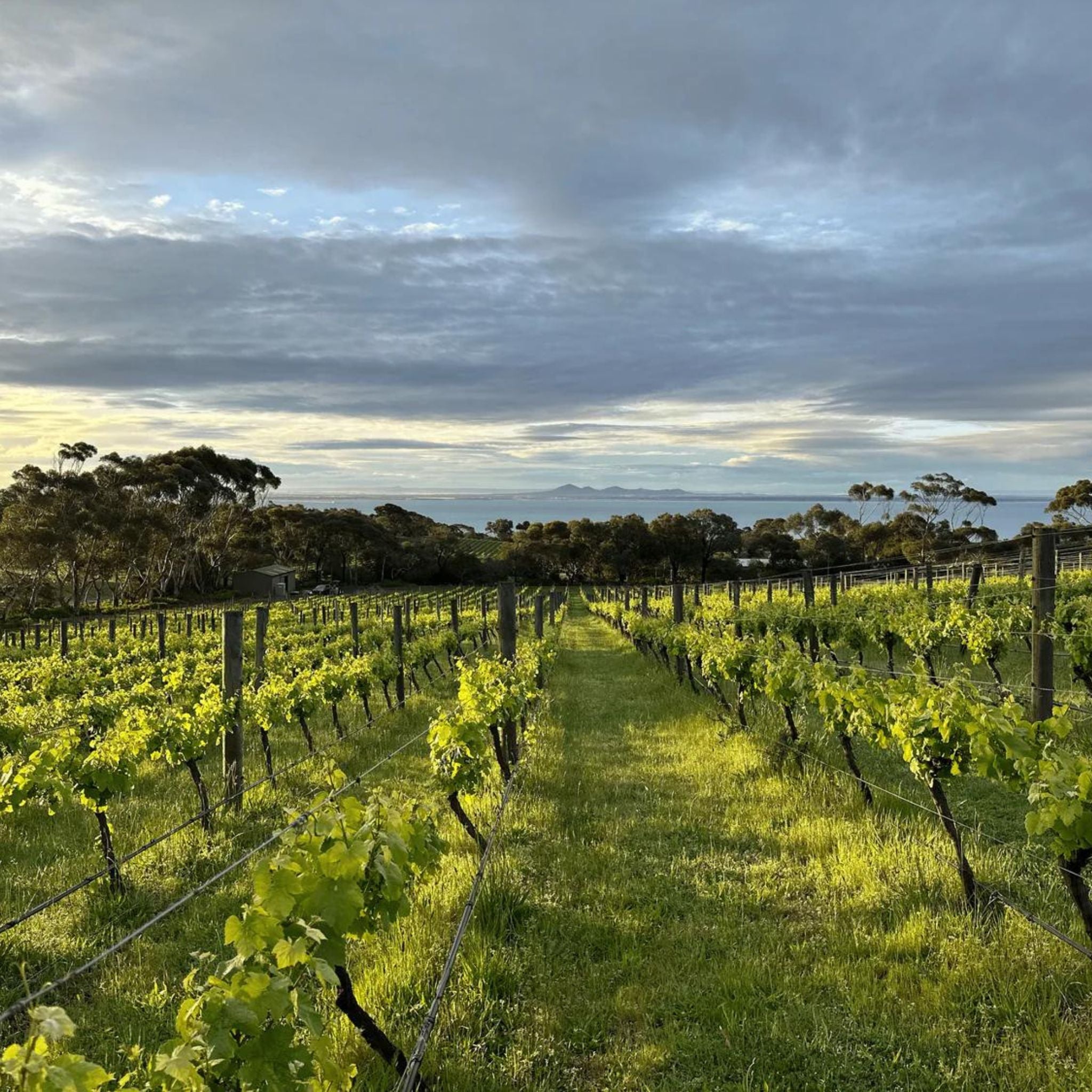 Mulline Single Vineyard Sutherlands Creek Chardonnay 2024