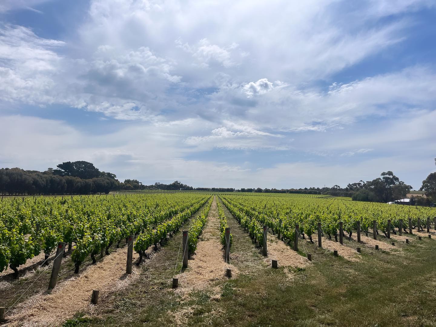 Vineyard | Bannockburn 2023