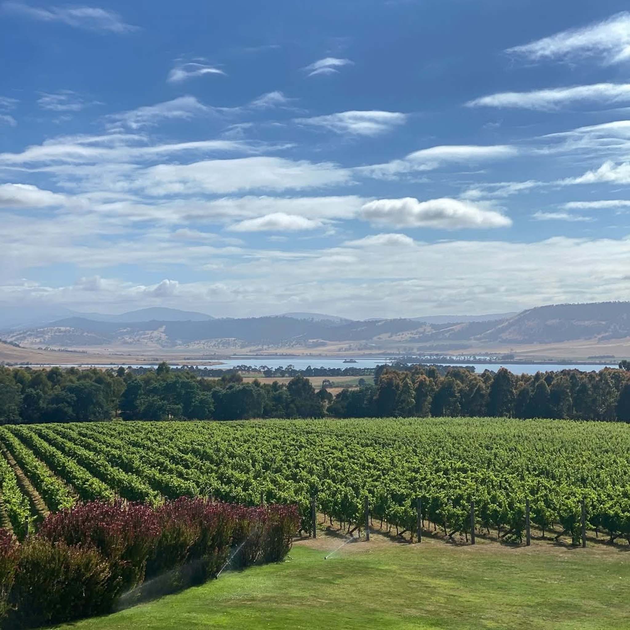 42 Degrees South Pinot Noir 2025