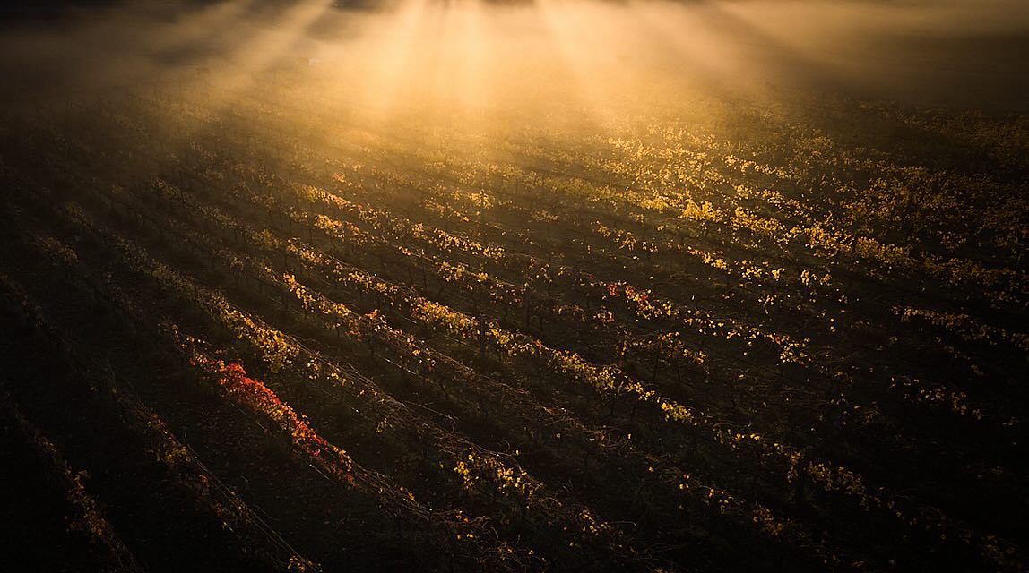 The Vineyard | Clonakilla Shiraz Viog 2008