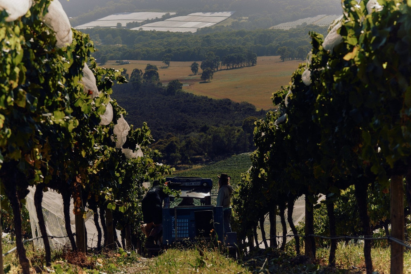 The Vineyard | Giant Steps Wombat Creek