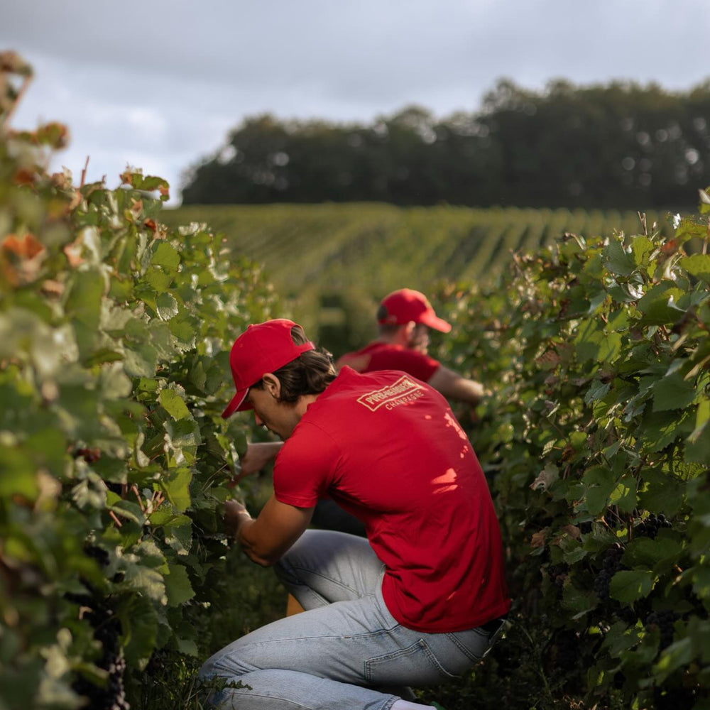 Piper-Heidsieck Brut Champagne NV (Gift Boxed)