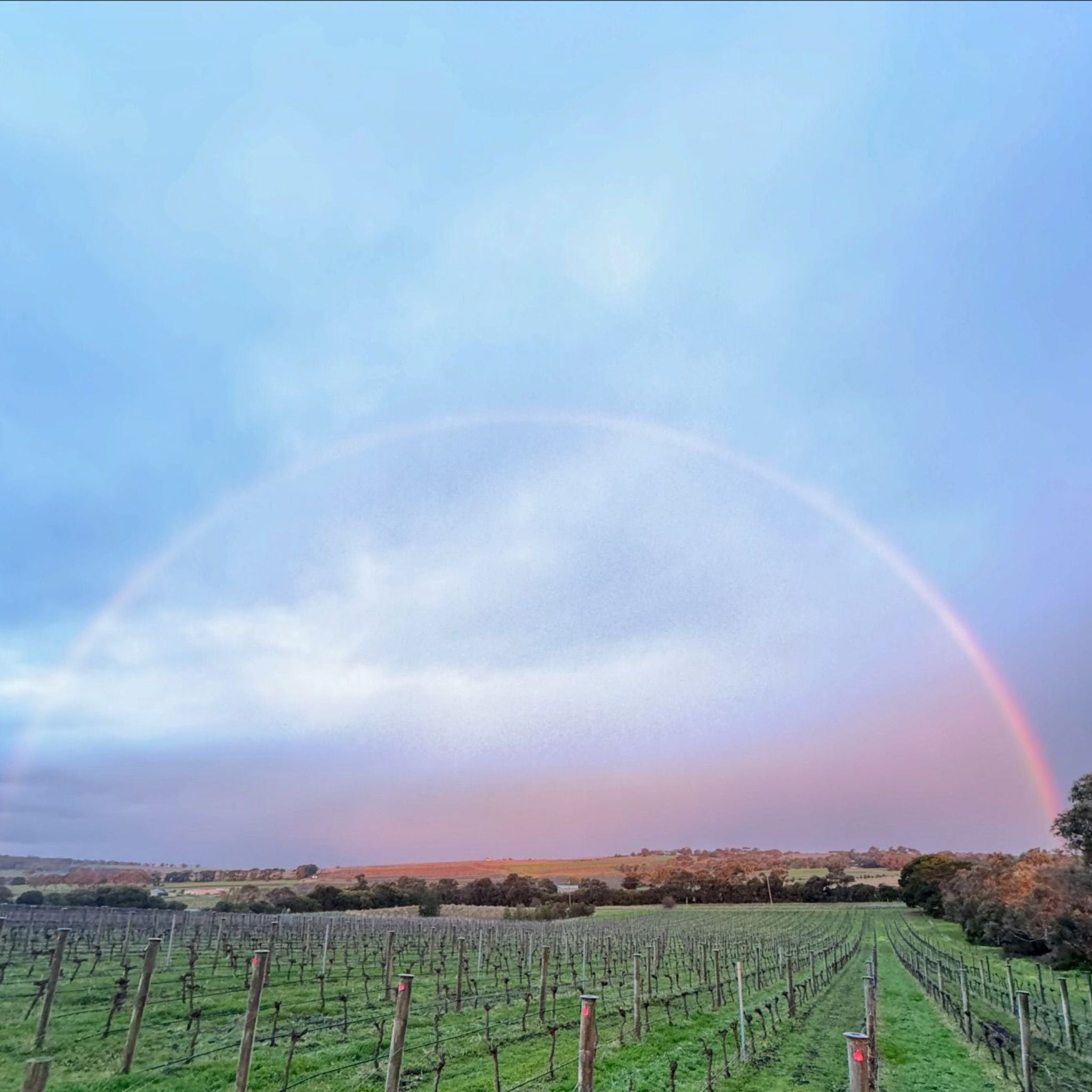 Mulline Single Vineyard Sutherlands Creek Chardonnay 2024