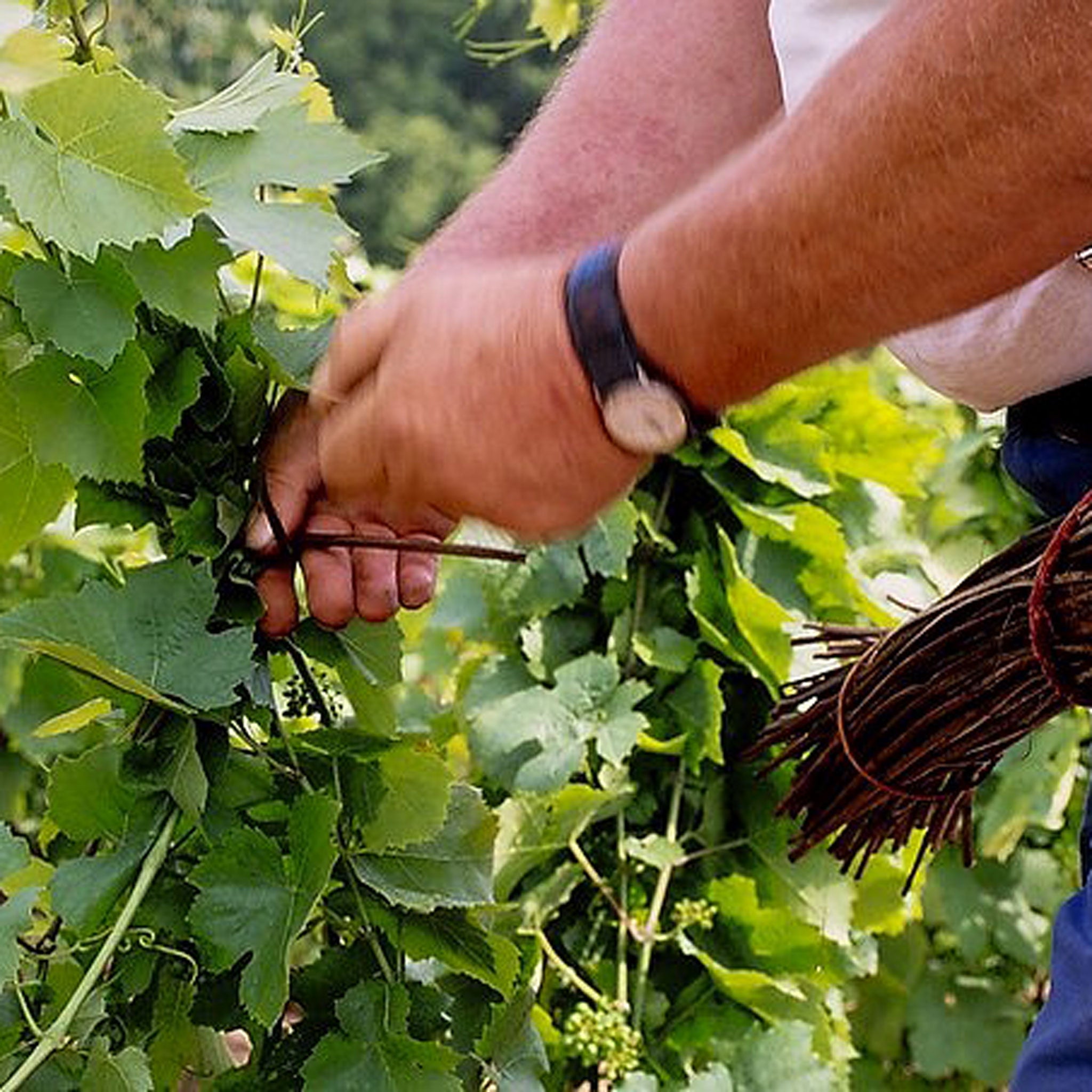 Domaine Daniel Bouland Côte de Brouilly Cuvée Mélanie 2024