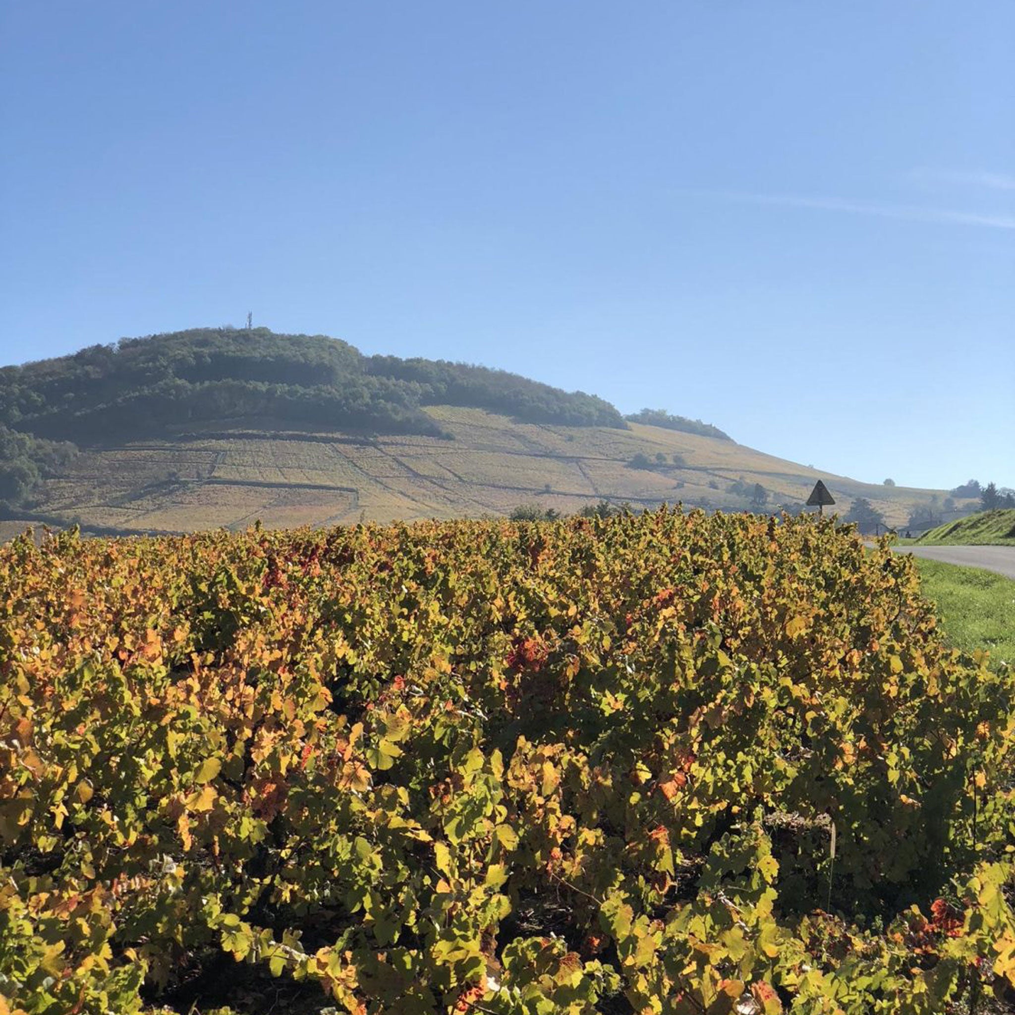Domaine Daniel Bouland Côte de Brouilly Cuvée Mélanie 2024