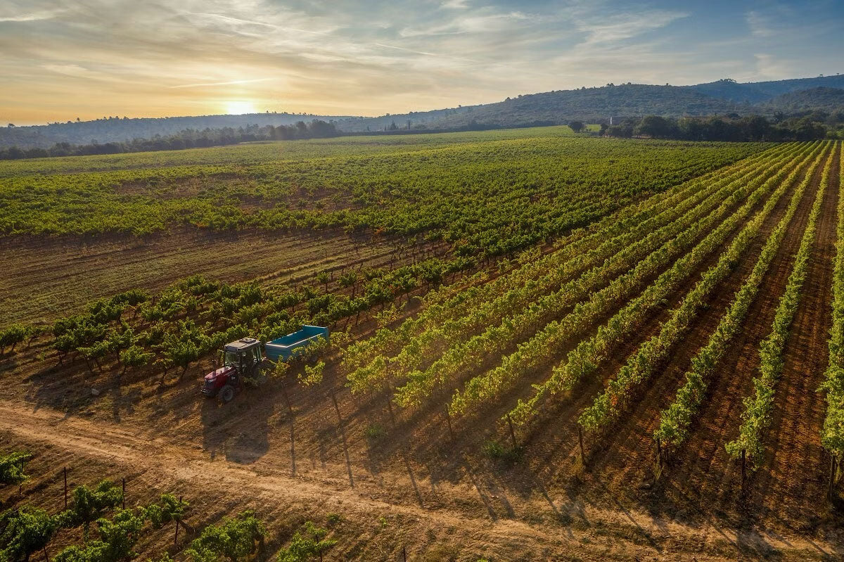 The Vineyard | MAISON SAINT AIX