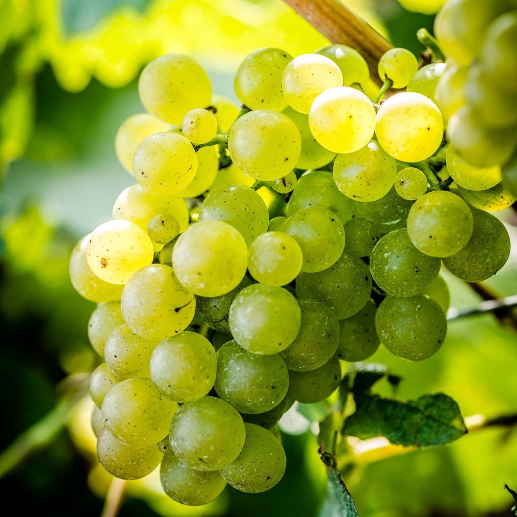 Armand de Brignac Ace of Spades Brut