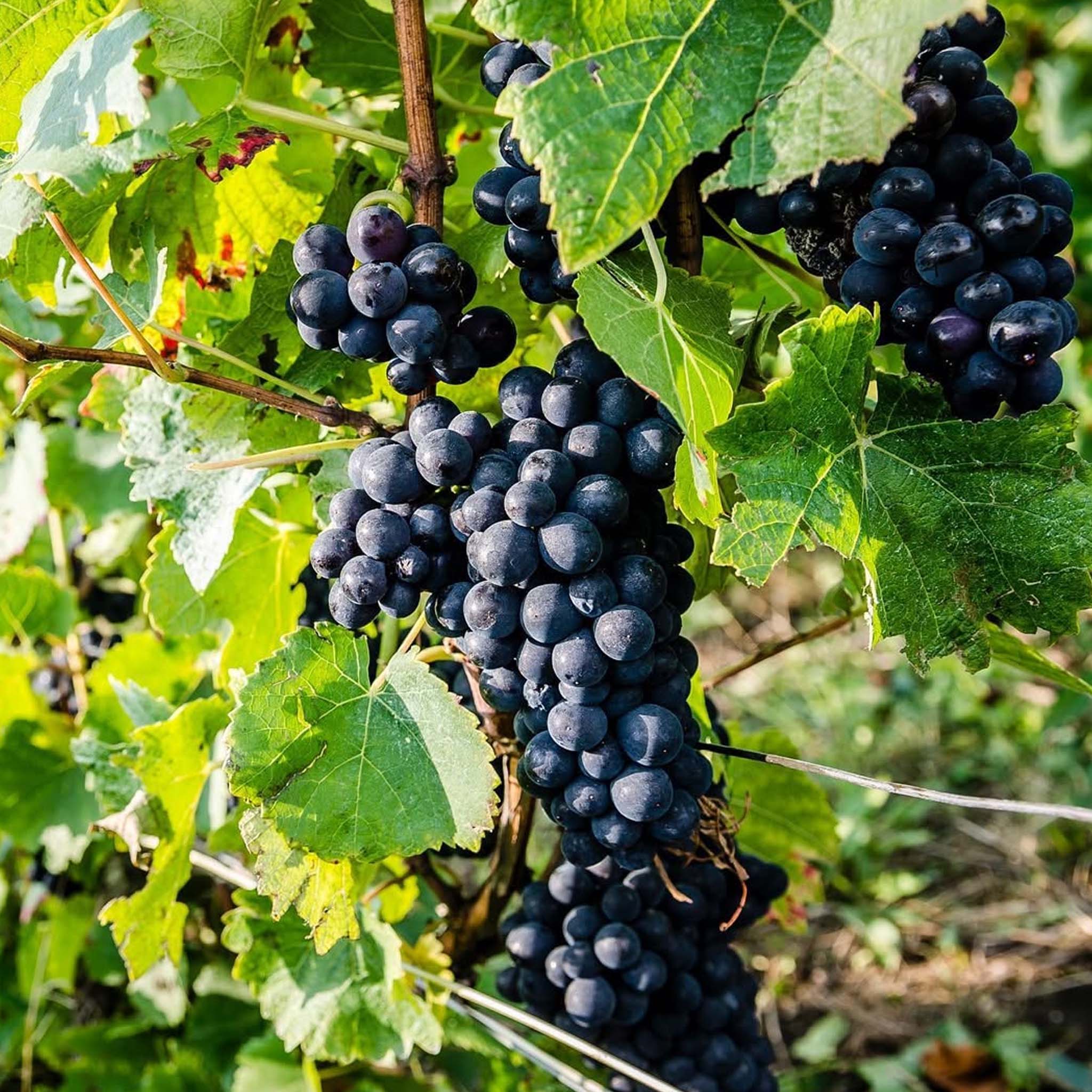 Armand de Brignac Ace of Spades Brut