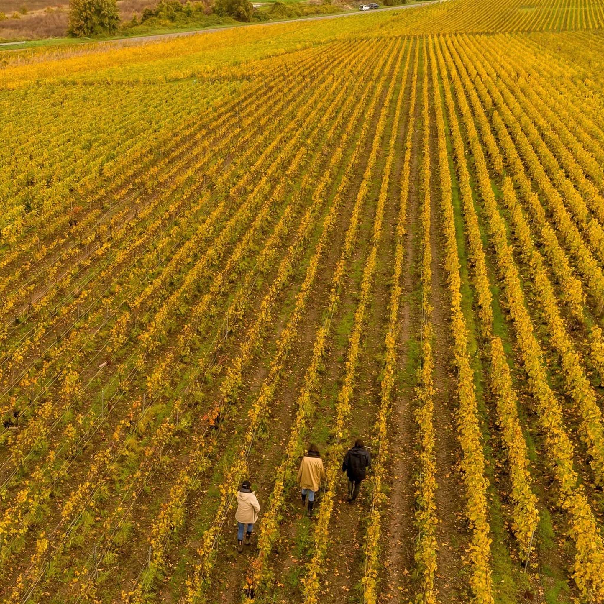 Ayala La Perle 2015