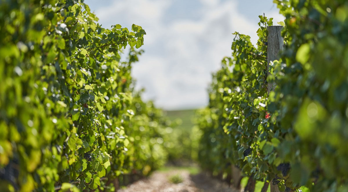 The Vineyard | BY FARR IRREWARRA