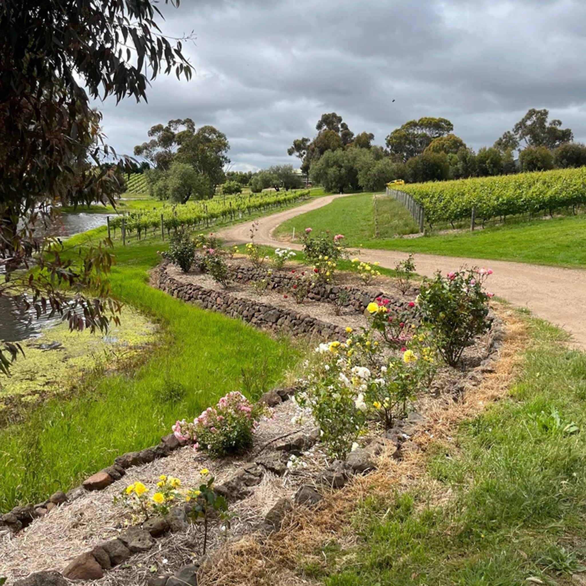 Bannockburn Serre Pinot Noir 2024 1.5L