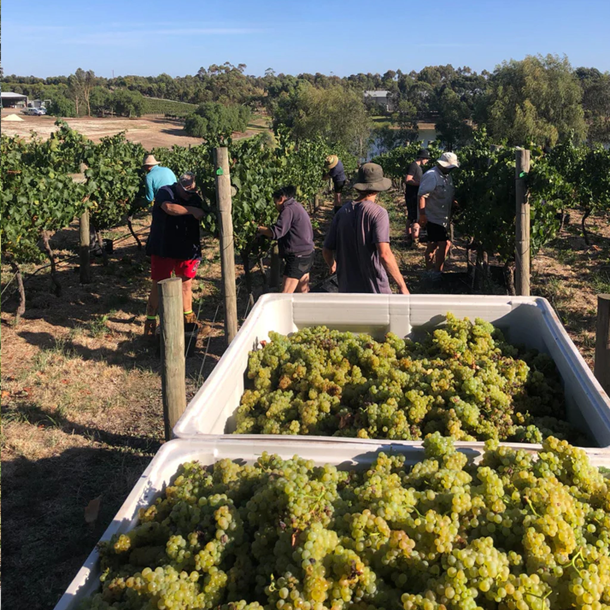 Bannockburn Grigsby Chardonnay 2024