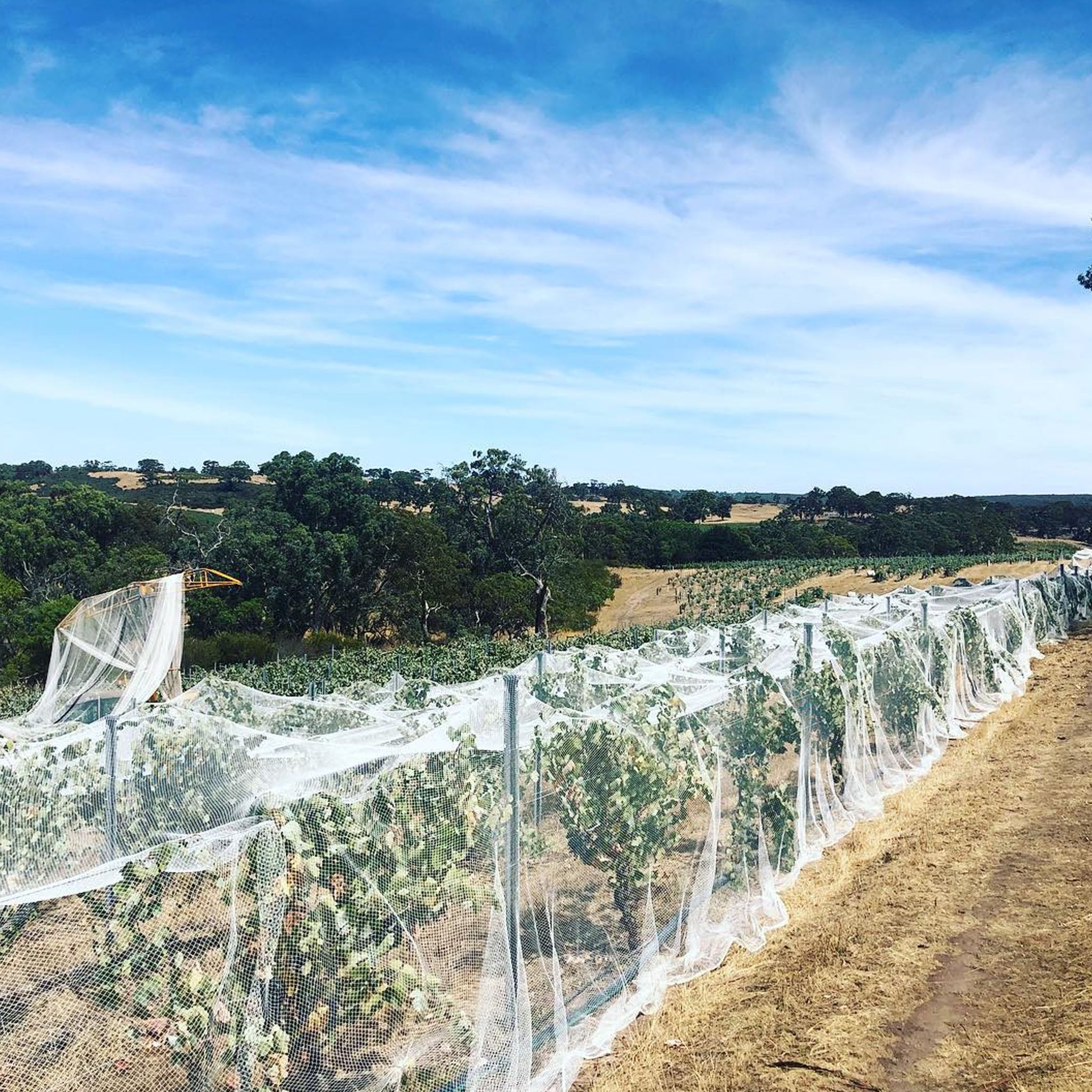 Barr-Eden Estate Love Over Gold Shiraz 2019