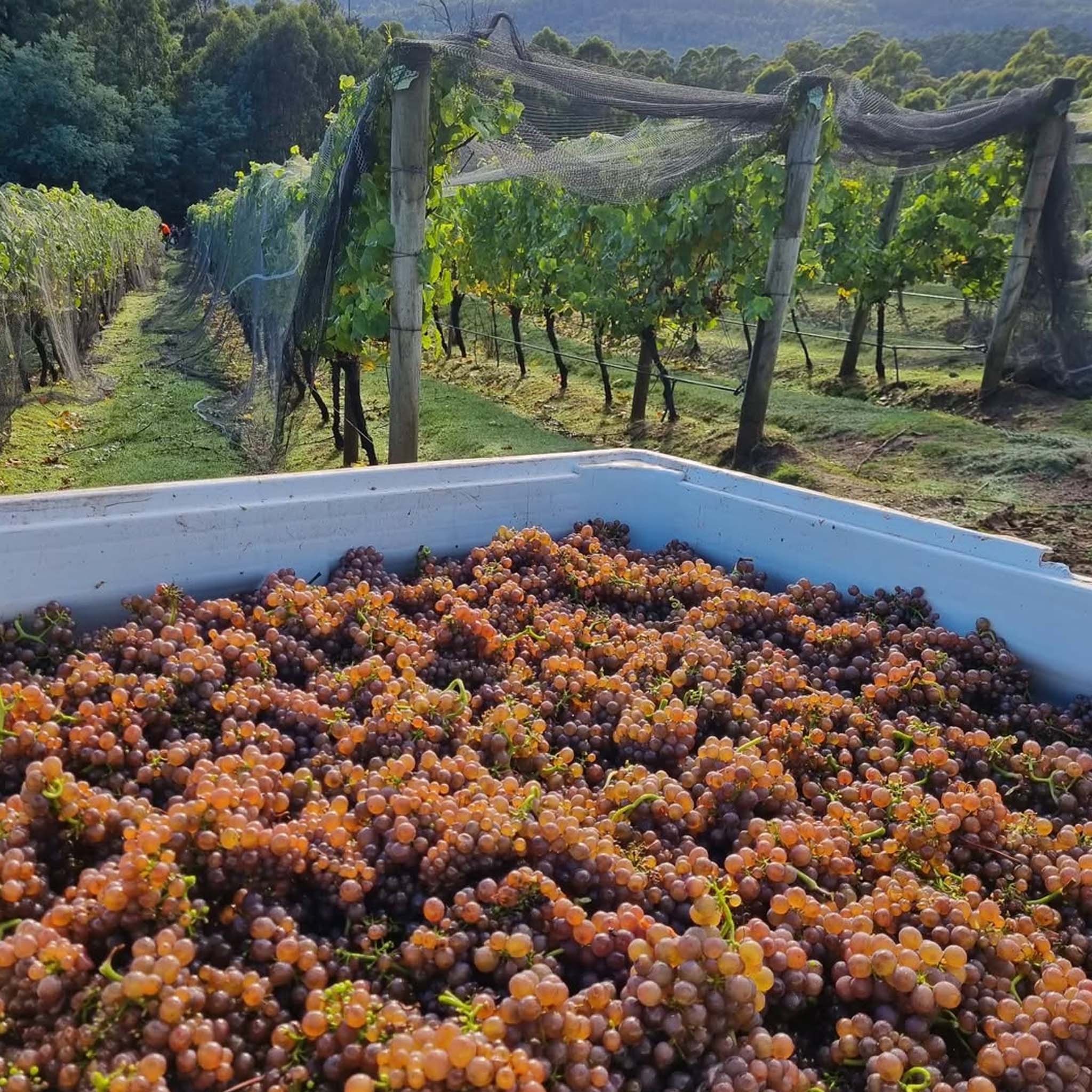 Philosophy | Barringwood Estate