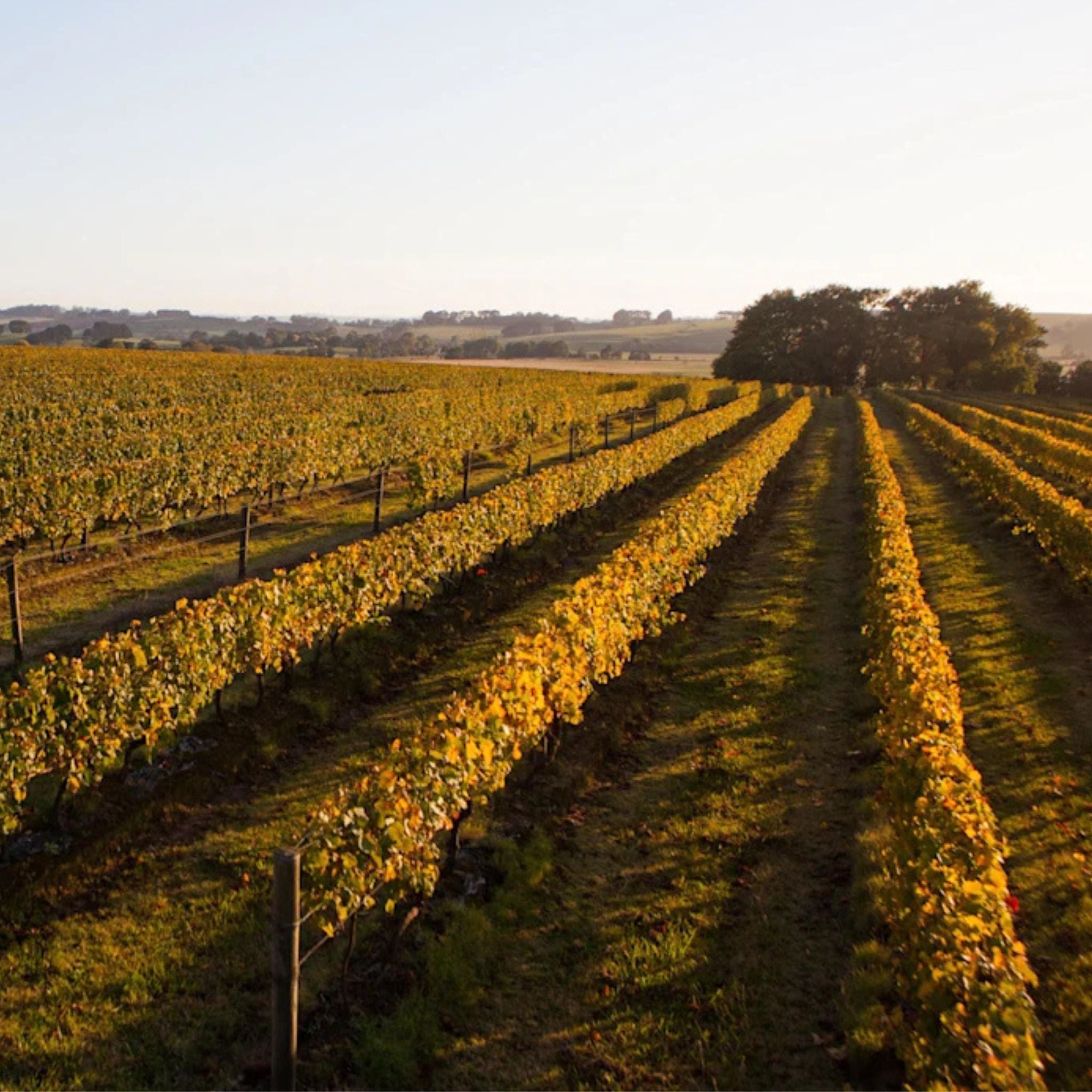 Bass Phillip Estate Chardonnay 2021 1.5L