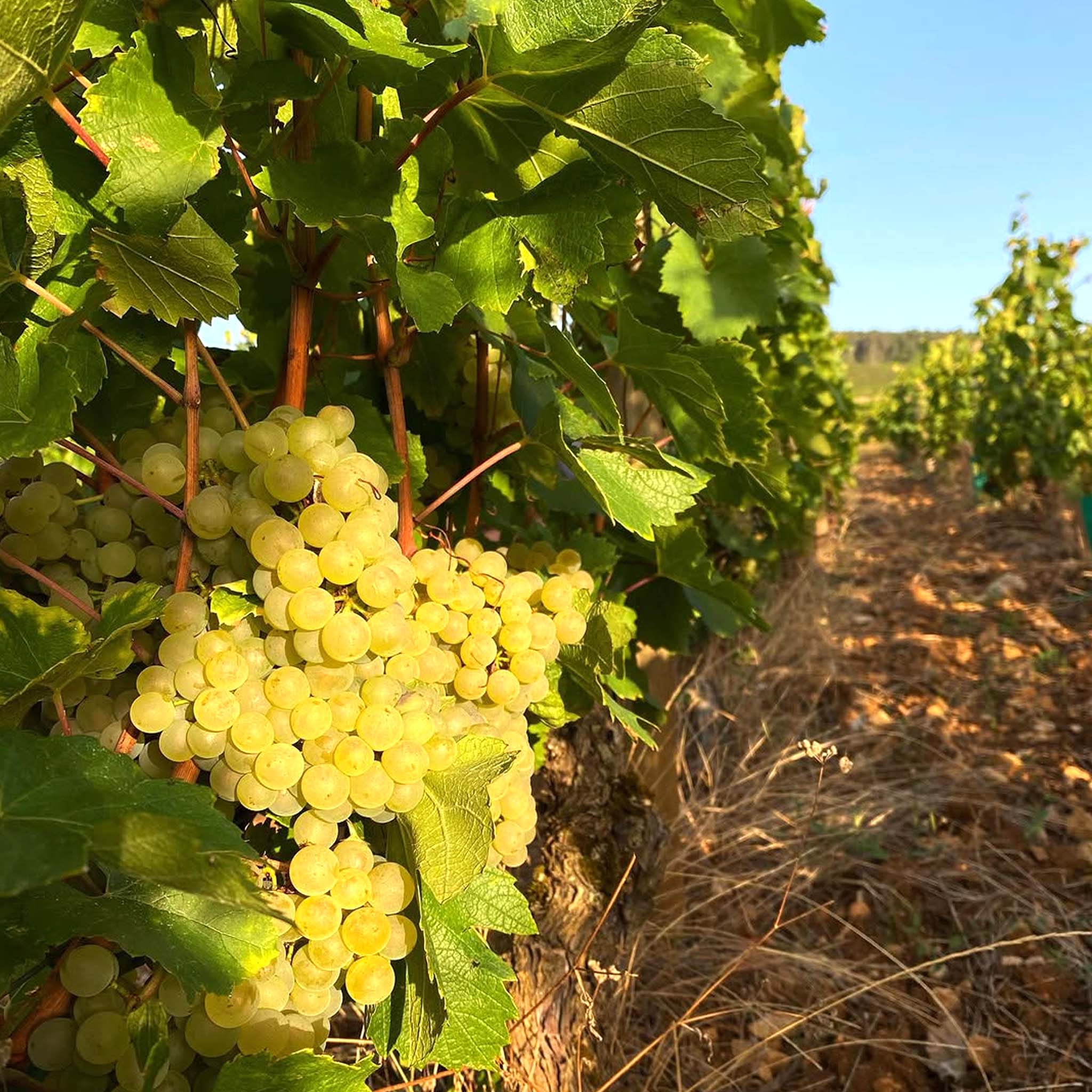 Benjamin Leroux Chassagne-Montrachet 1er Cru Les Baudines 2023