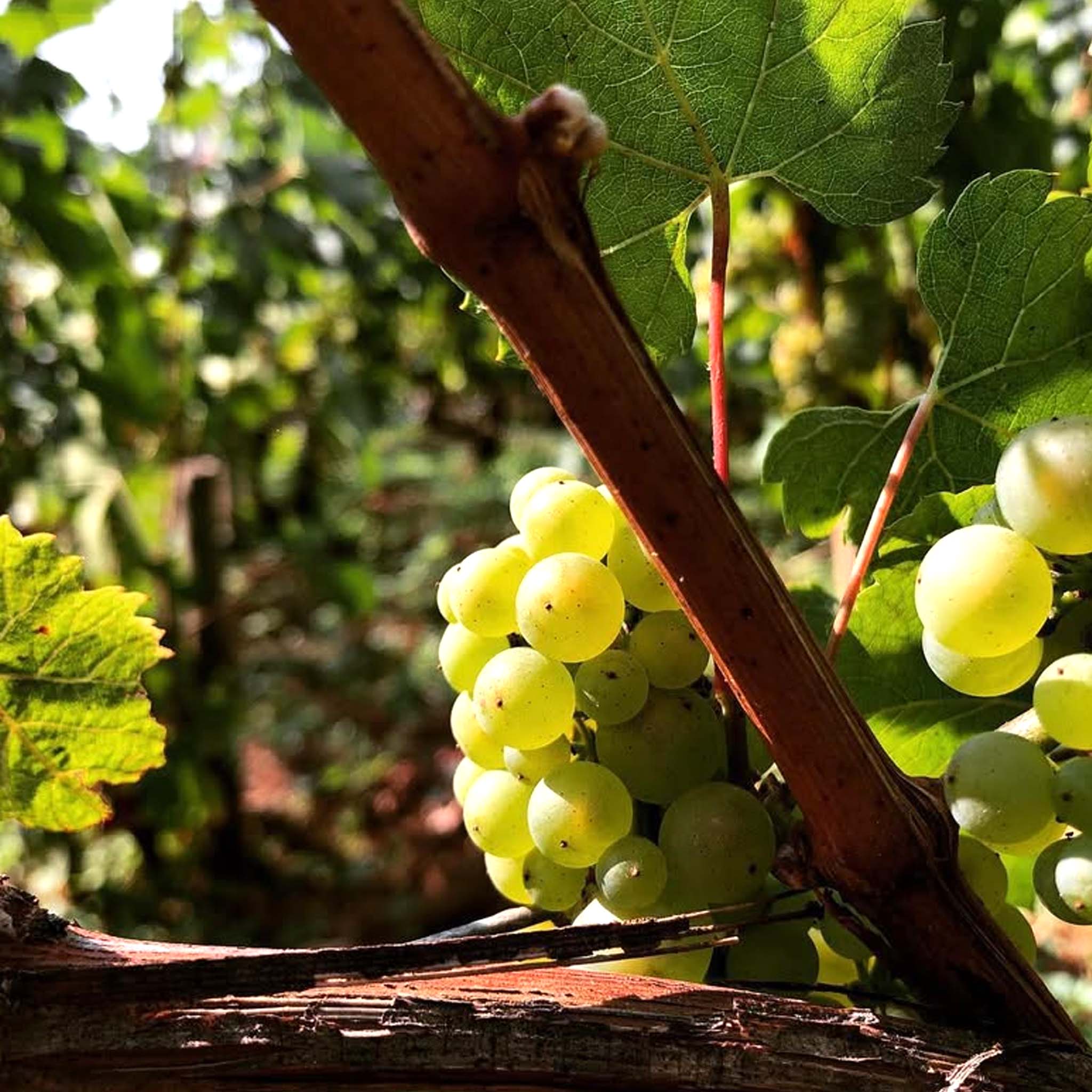 Benjamin Leroux Auxey-Duresses 2023