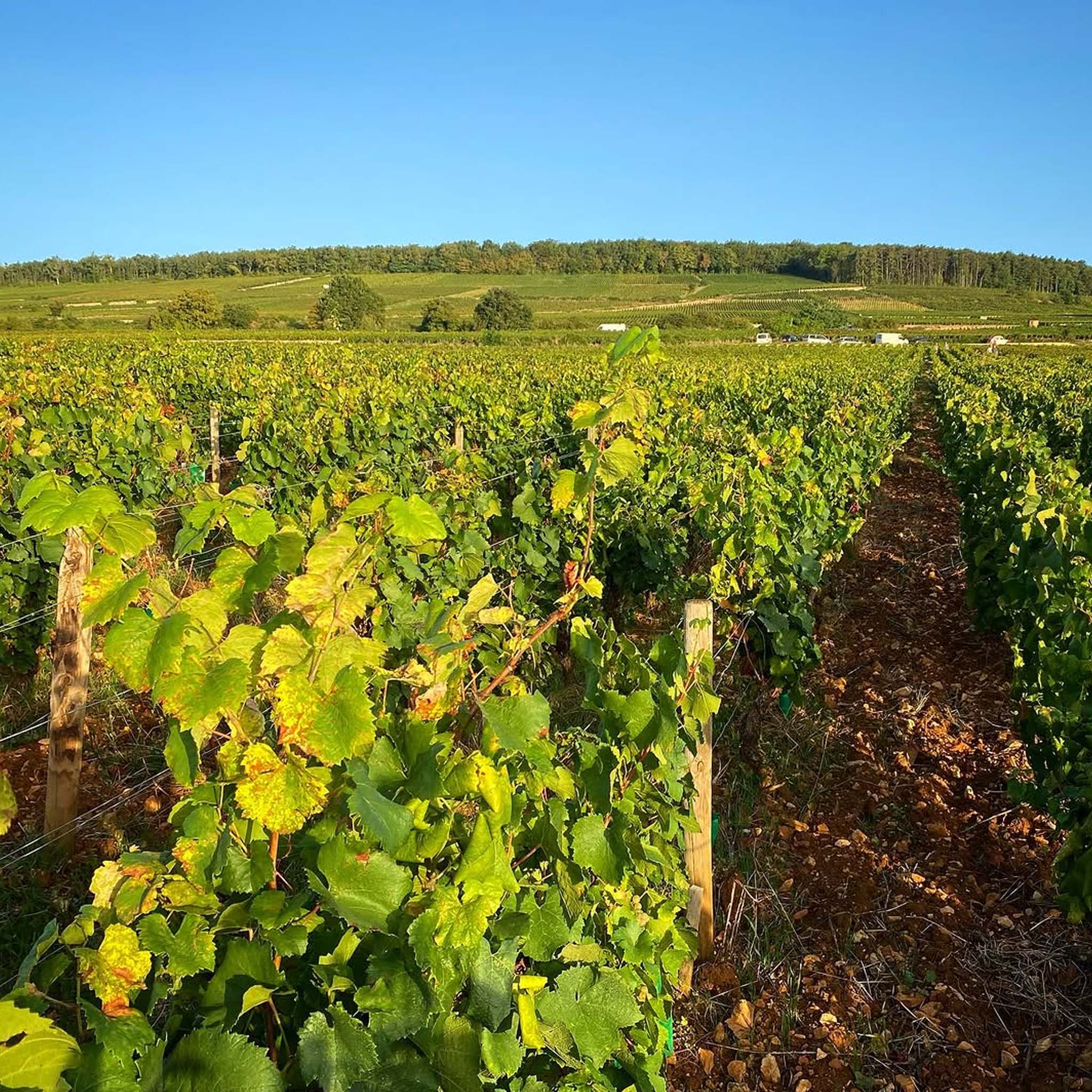 Benjamin Leroux Auxey-Duresses 2023