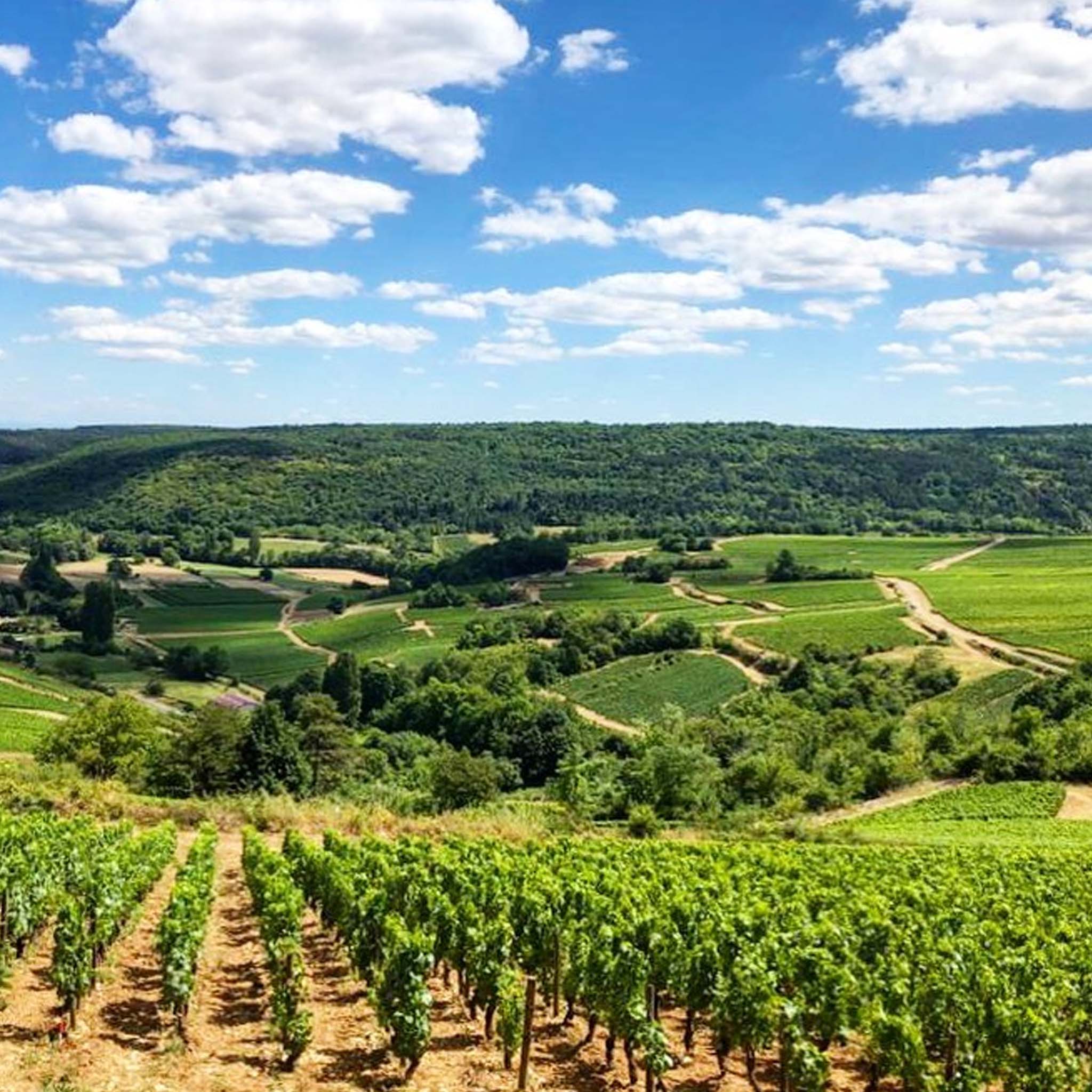 Benjamin Leroux Chassagne-Montrachet 1er Cru Les Baudines 2023