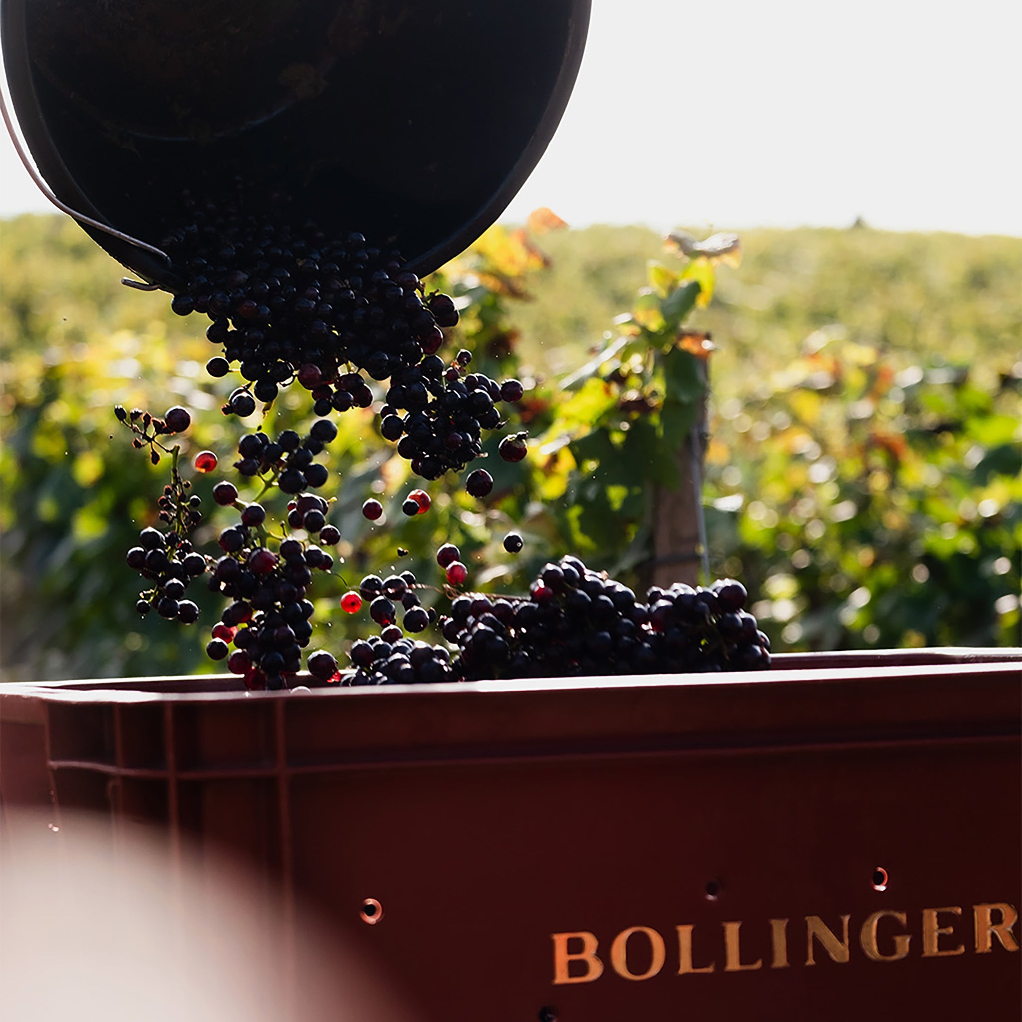 The Vineyard | Bollinger