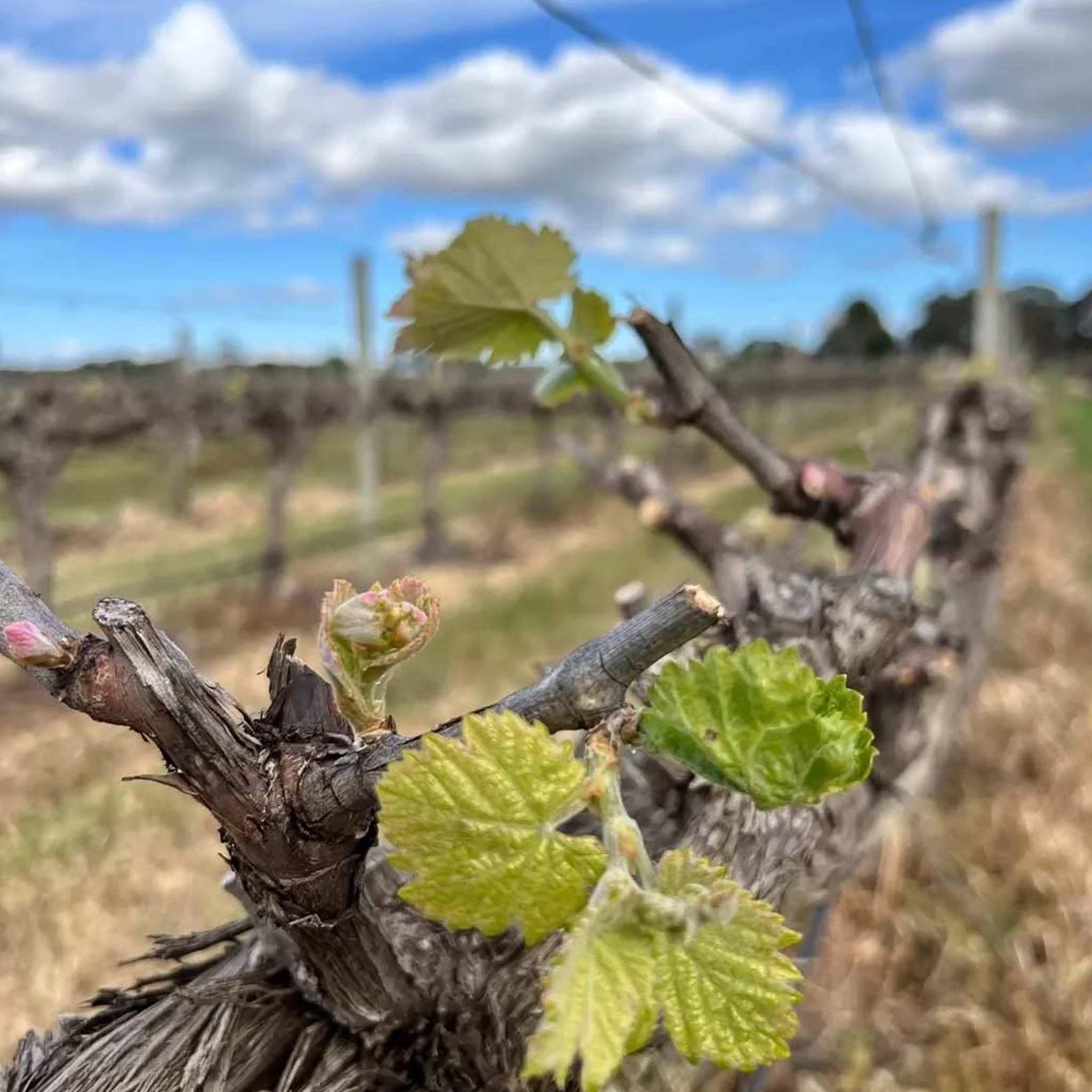 Bremerton Walter's Reserve Cabernet 2021