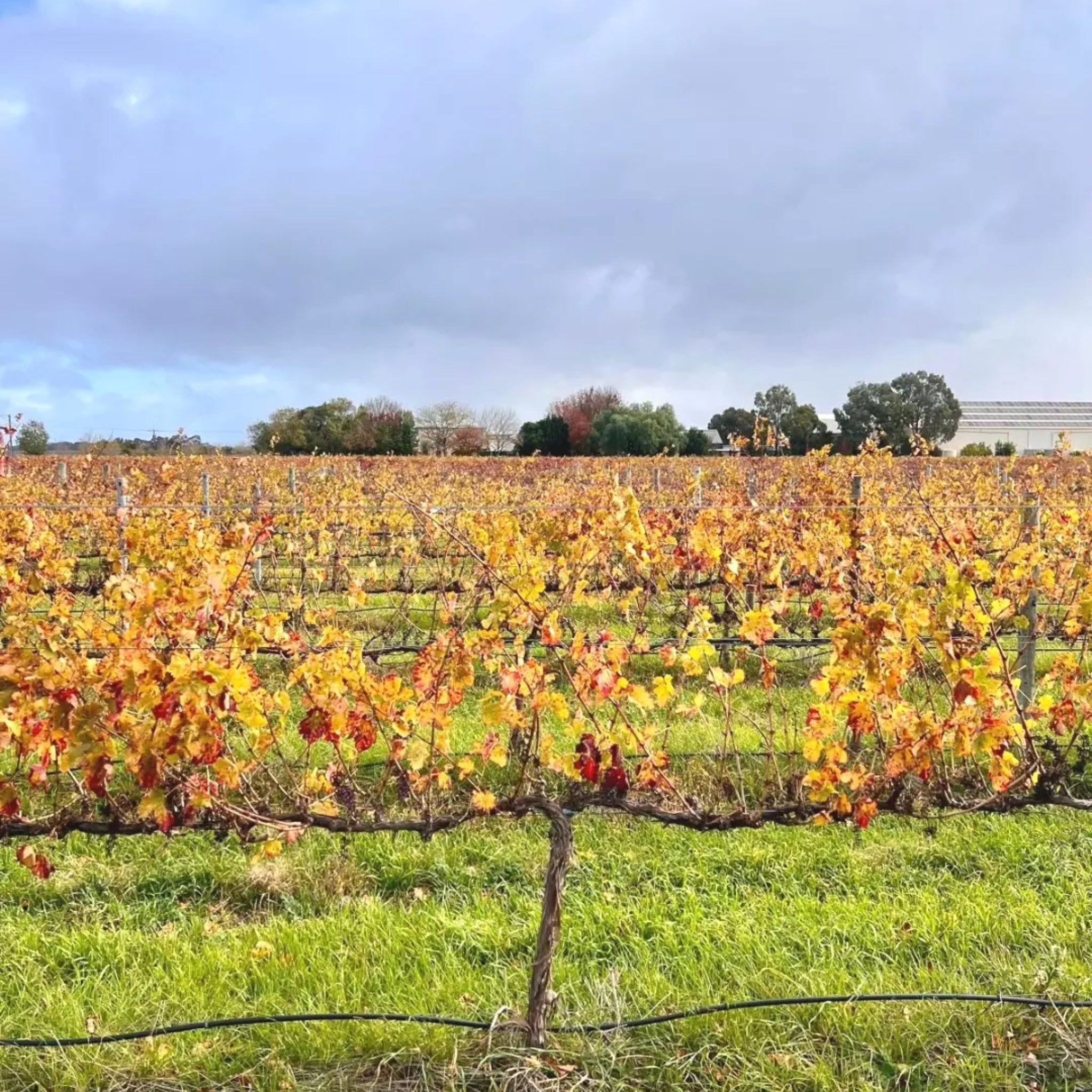 Bremerton Walter's Reserve Cabernet 2021