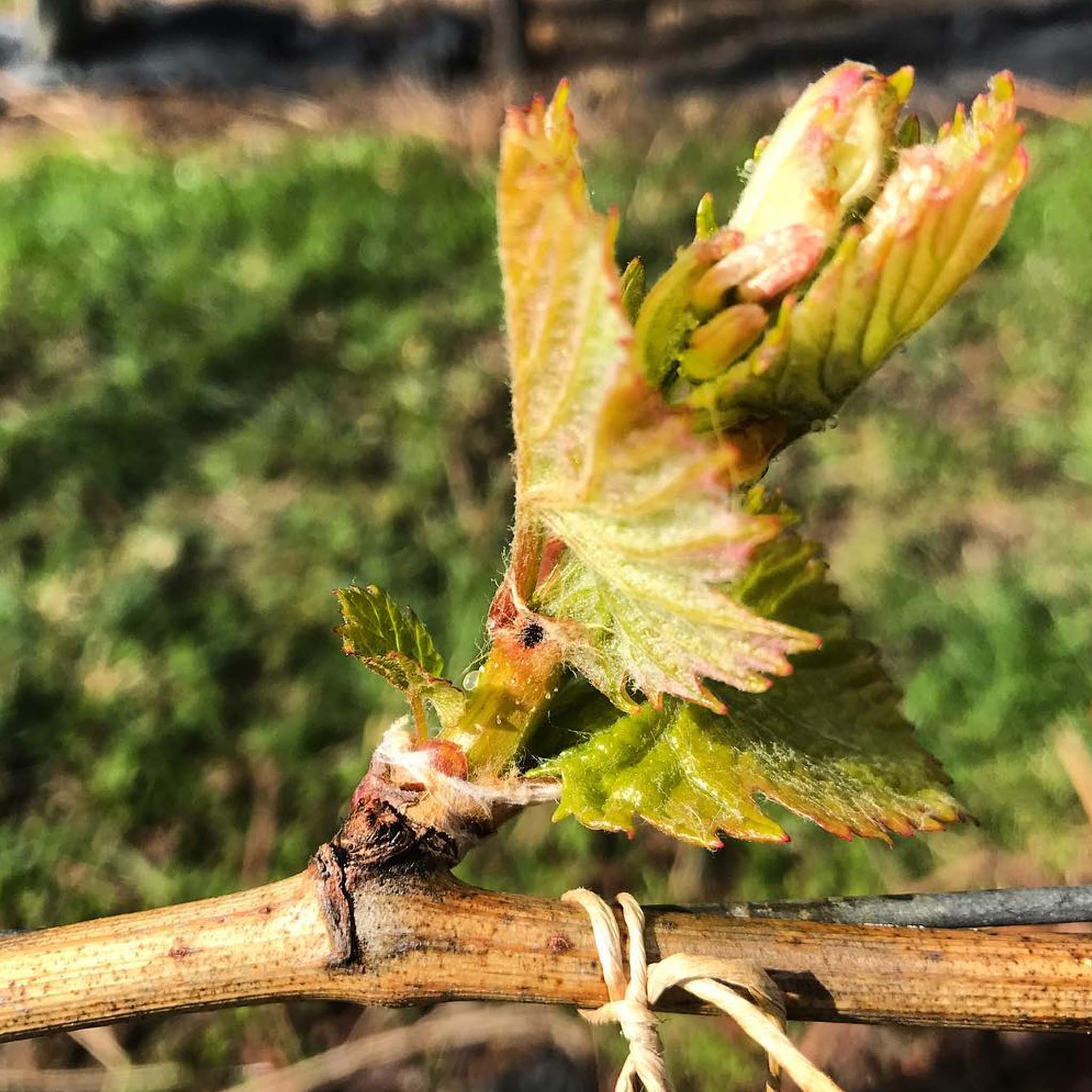 Bremley Vineyard Gamay 2024