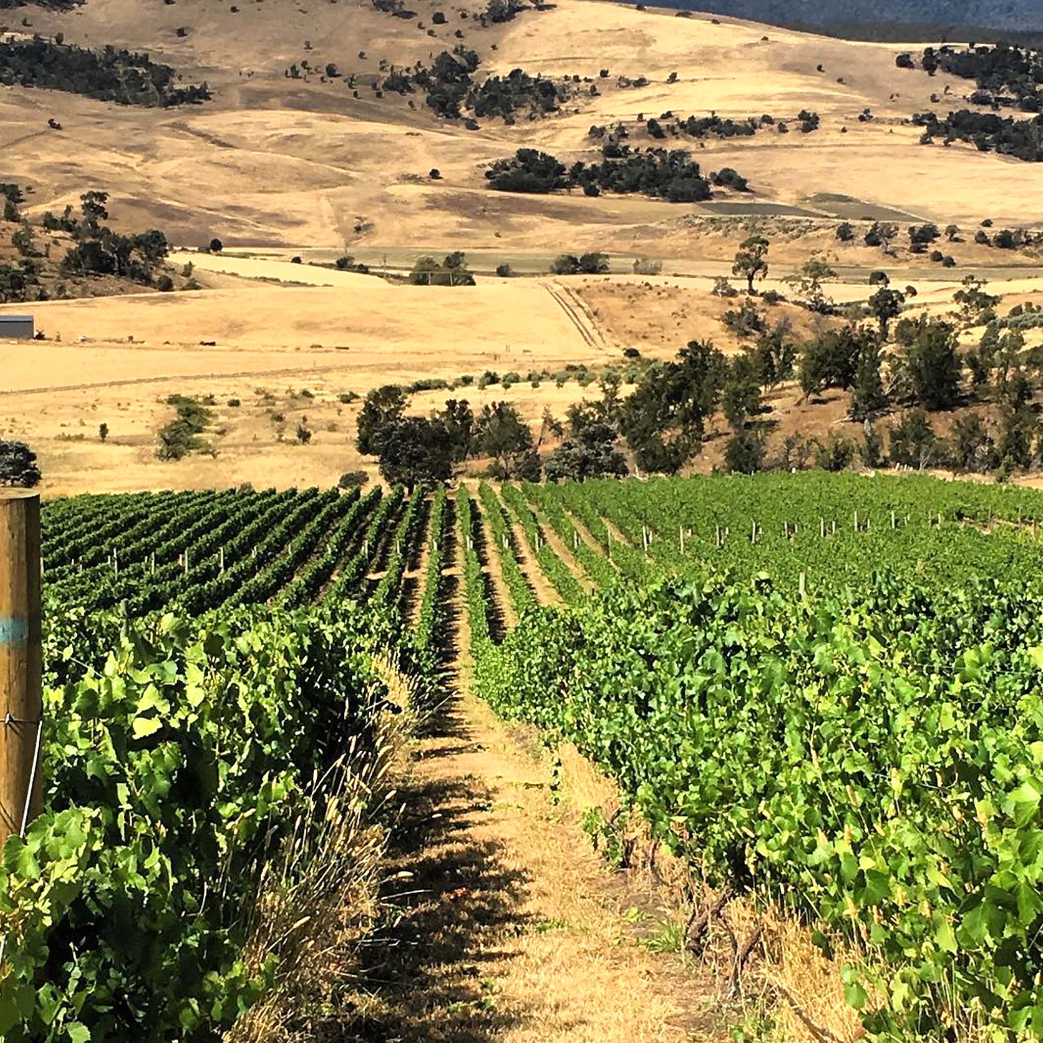 Bremley Vineyard Gamay 2024