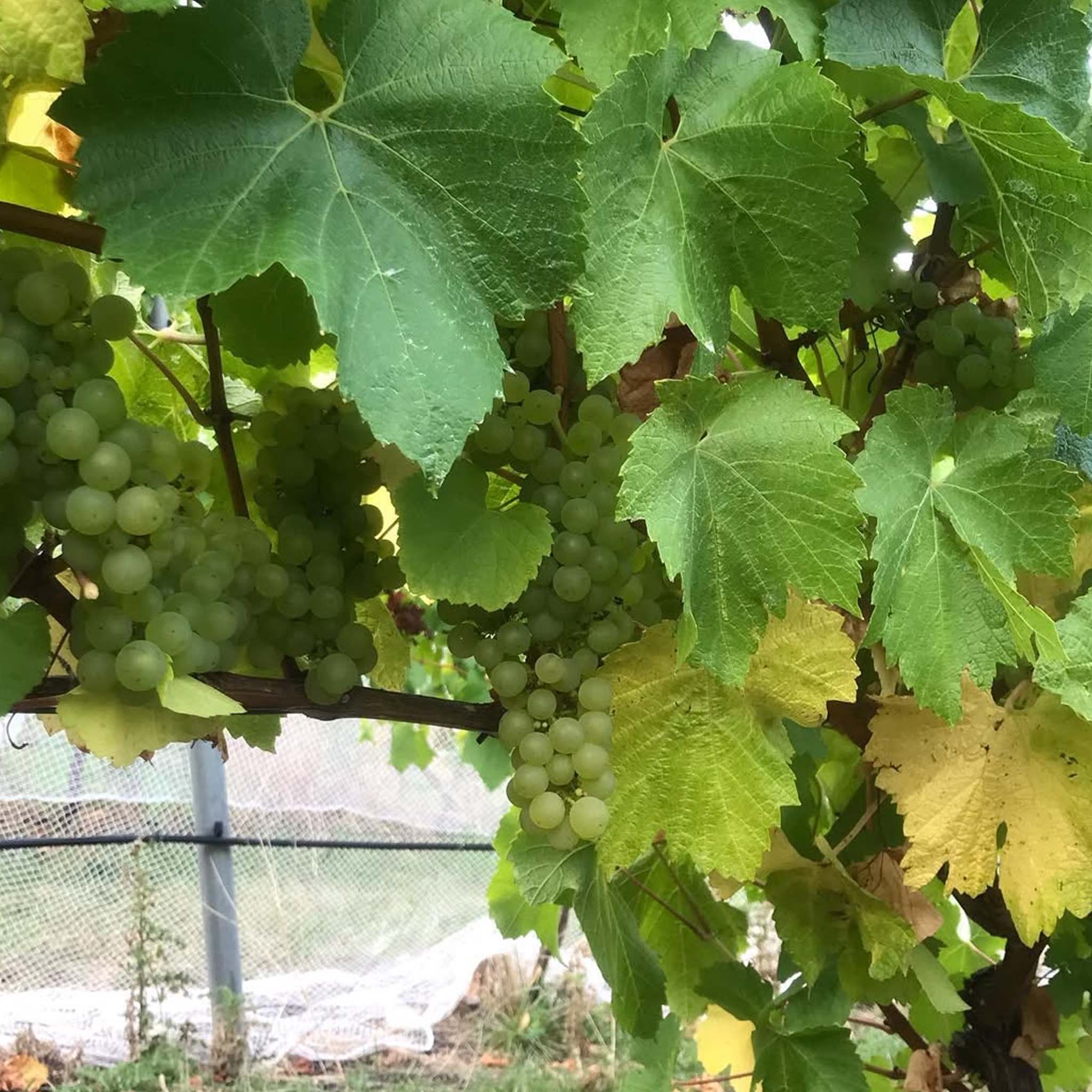 Bremley Vineyard Chardonnay 2024