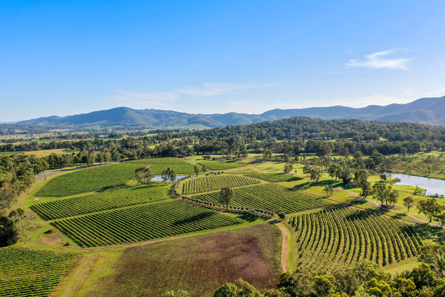 The Vineyard | BROKENWOOD